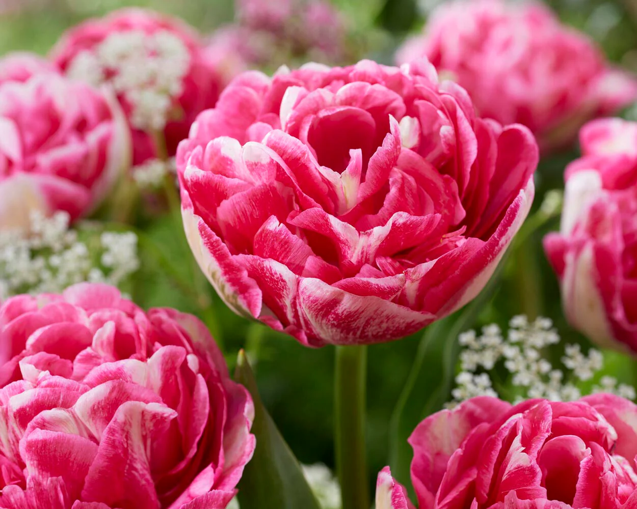 Tulip 'Marshmallow' - Image 6