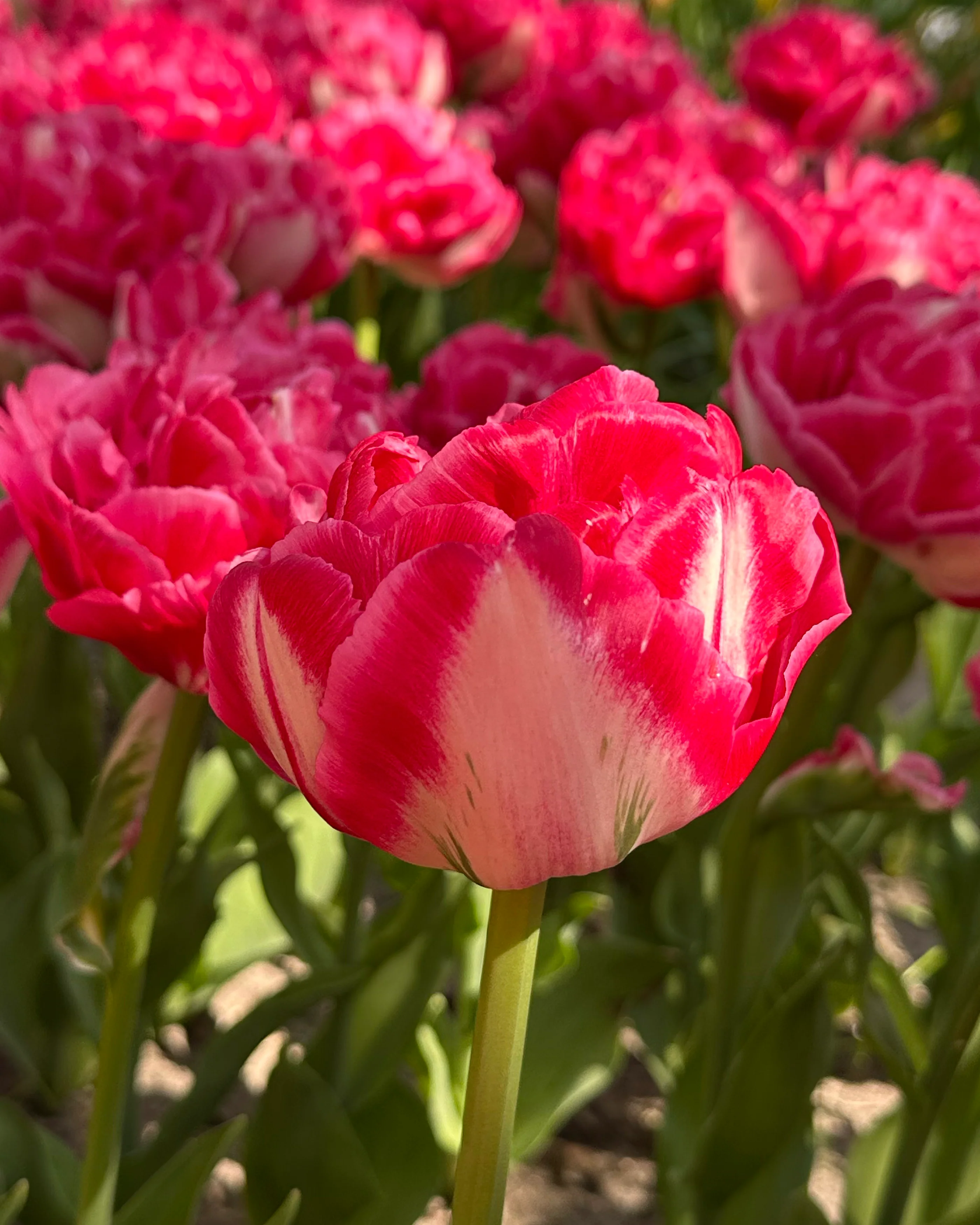 Tulip 'Marshmallow' - Image 8