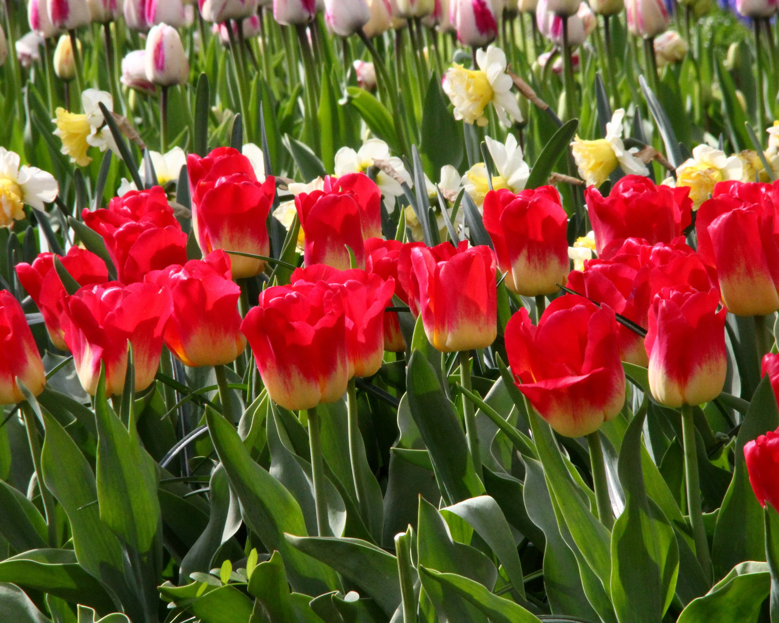 Tulip 'Match' - Image 2