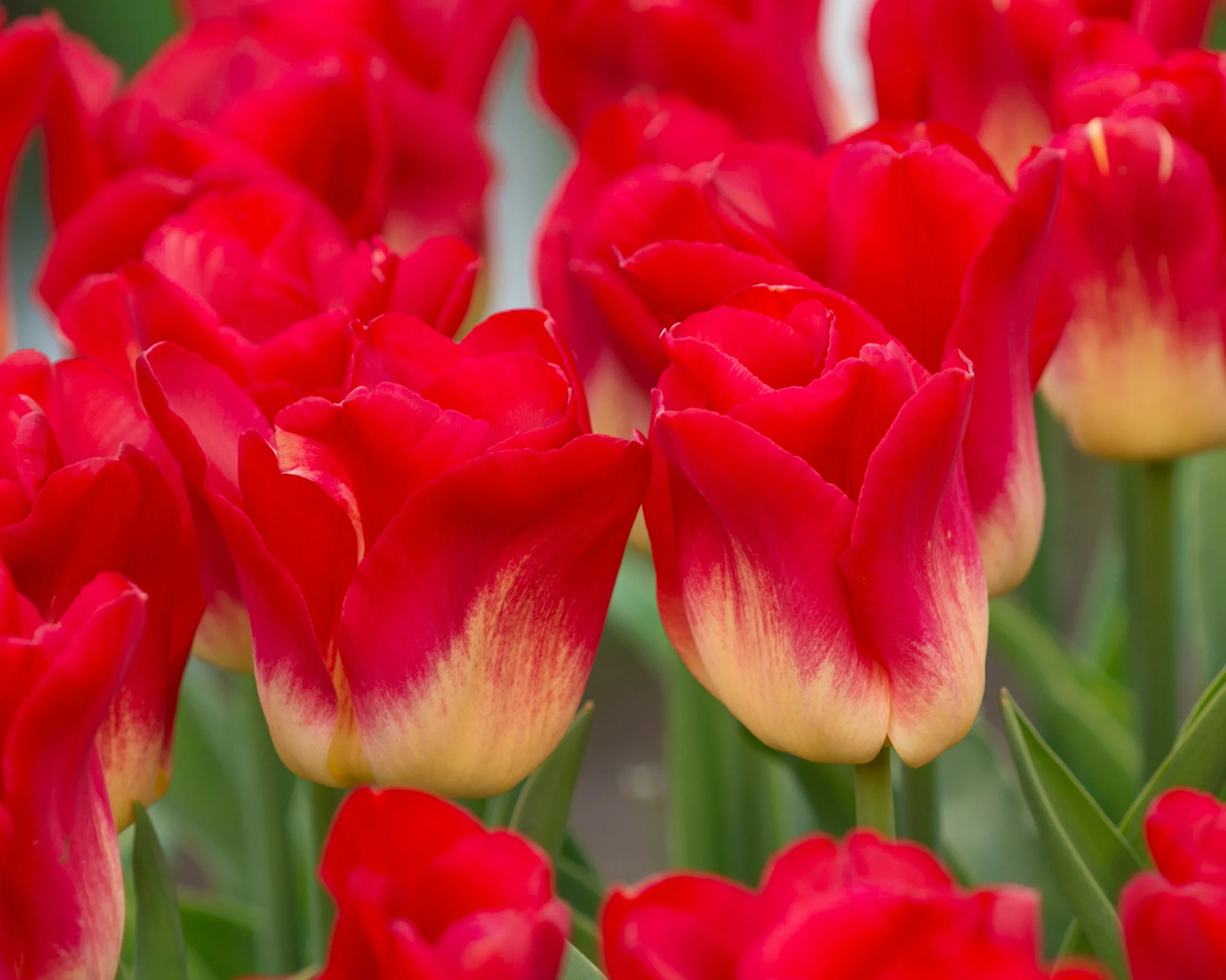Tulip 'Match' - Image 4