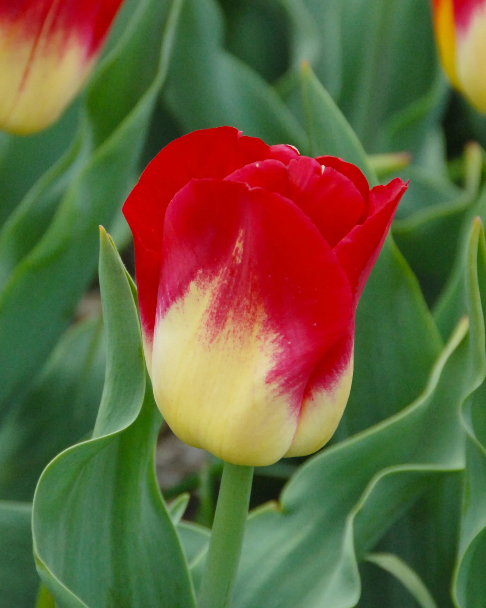 Tulip 'Match' - Image 6