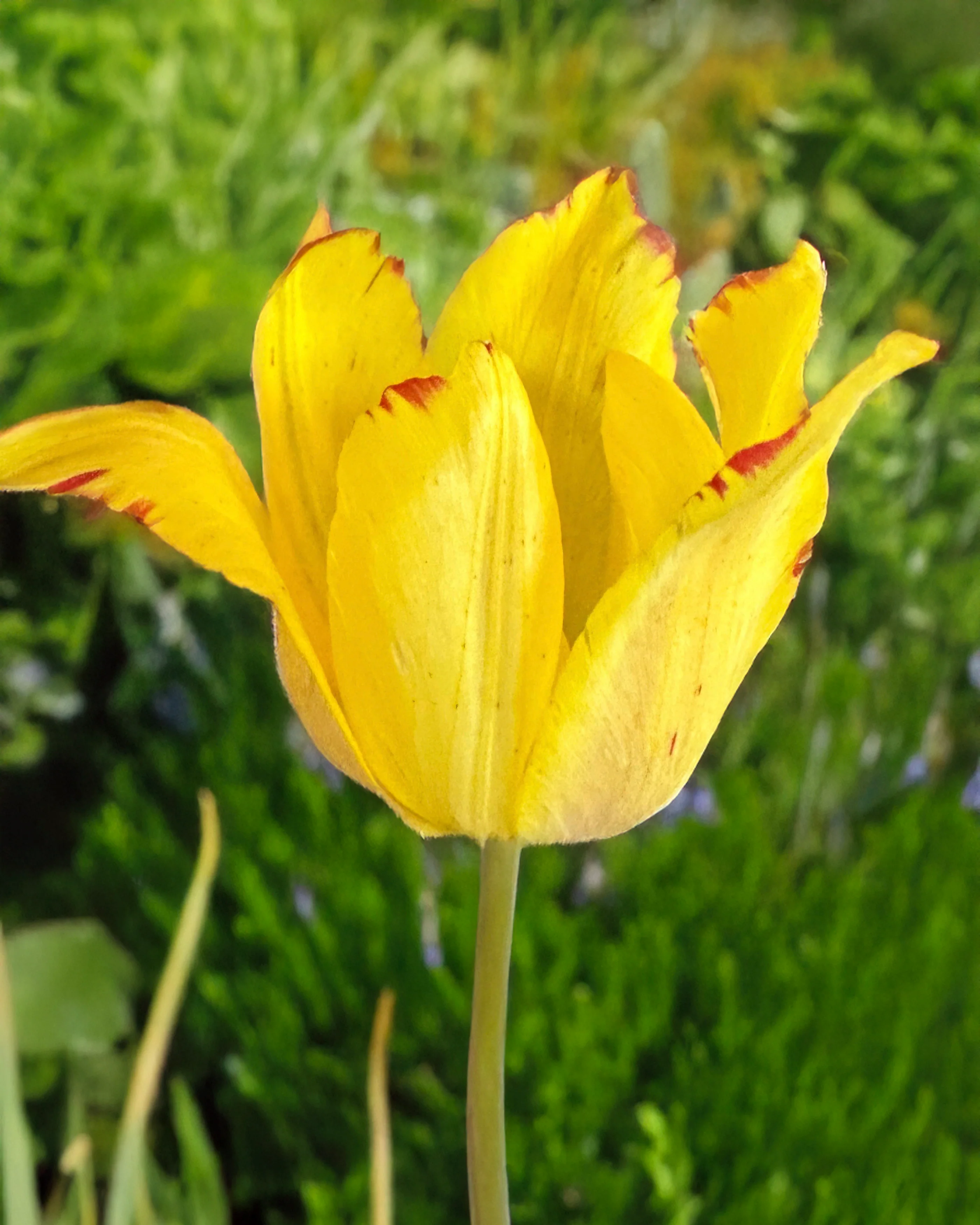 Tulip mauritiana 'Cindy' - Image 3