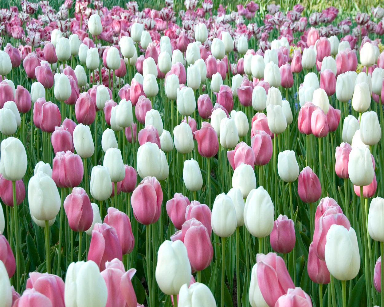 Tulip 'Menton' - Image 11