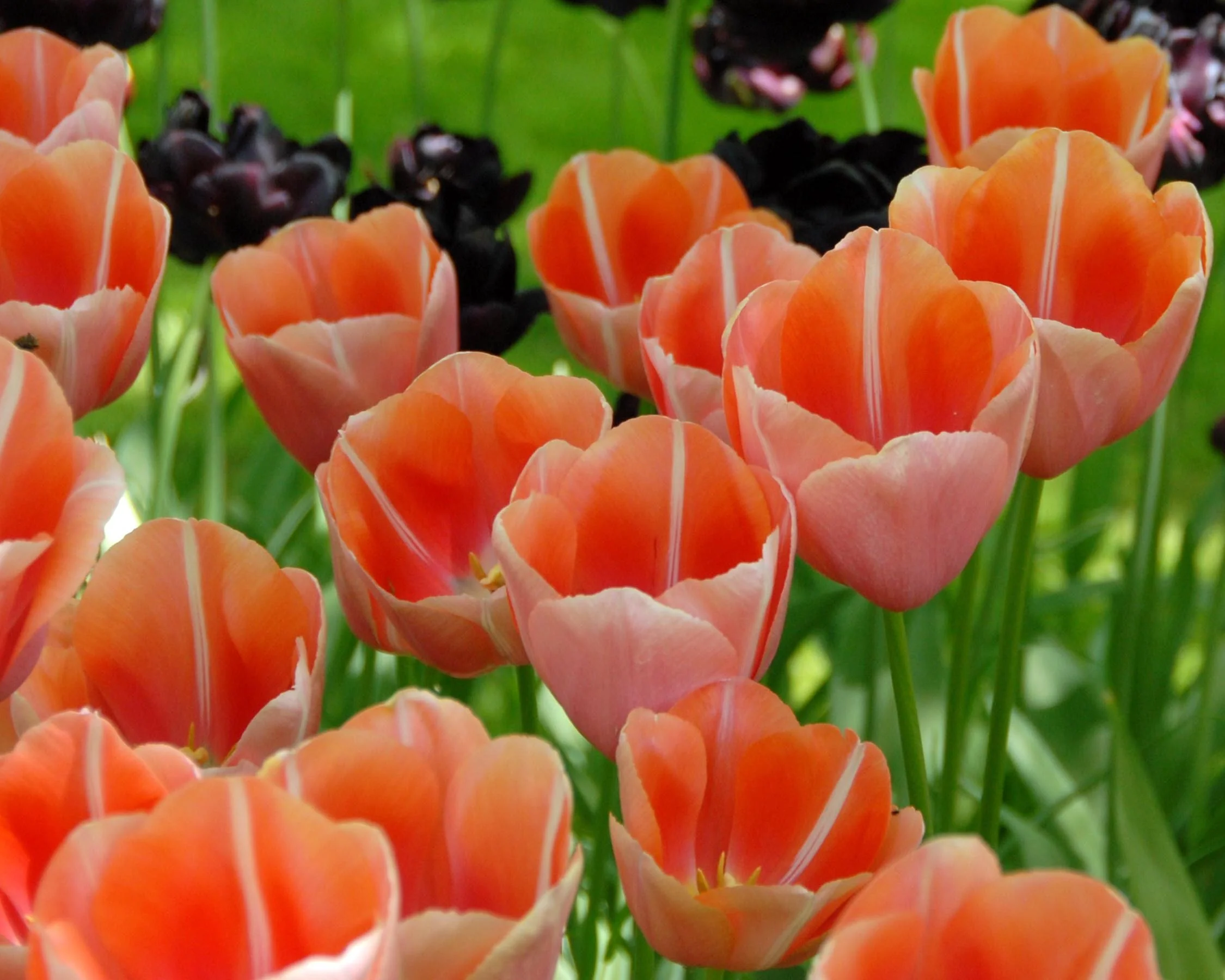Tulip 'Menton' - Image 3