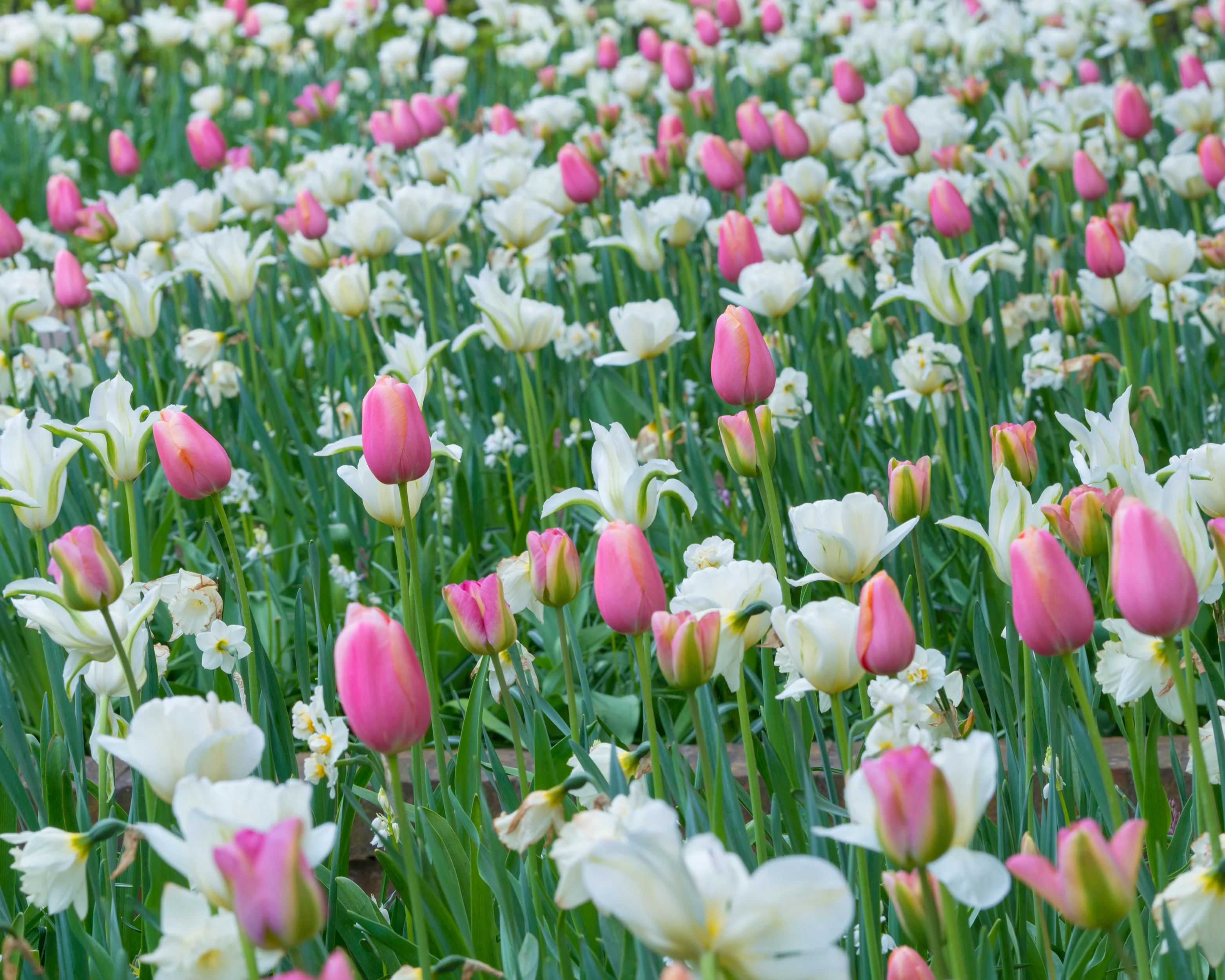 Tulip 'Menton' - Image 5