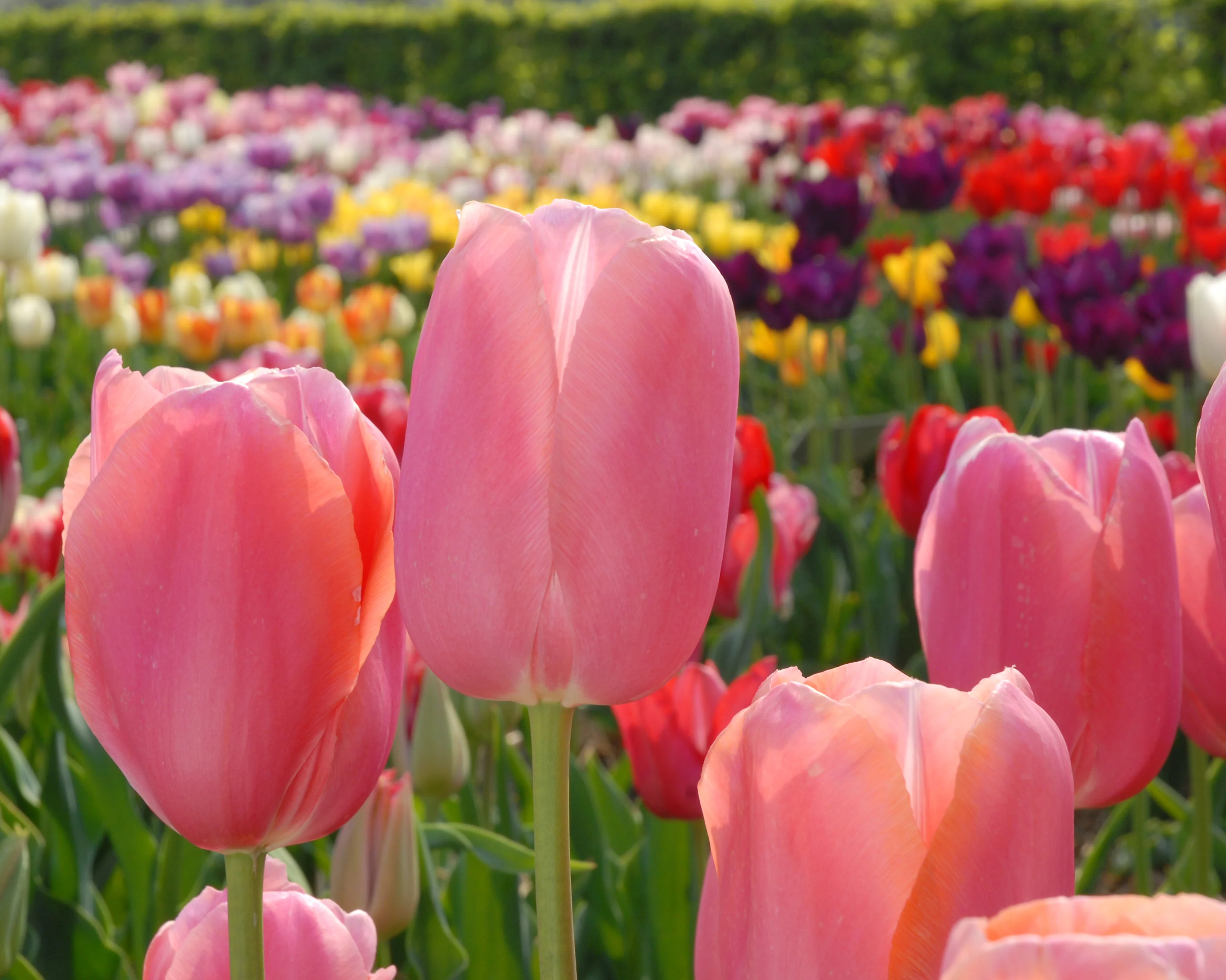 Tulip 'Menton' - Image 6