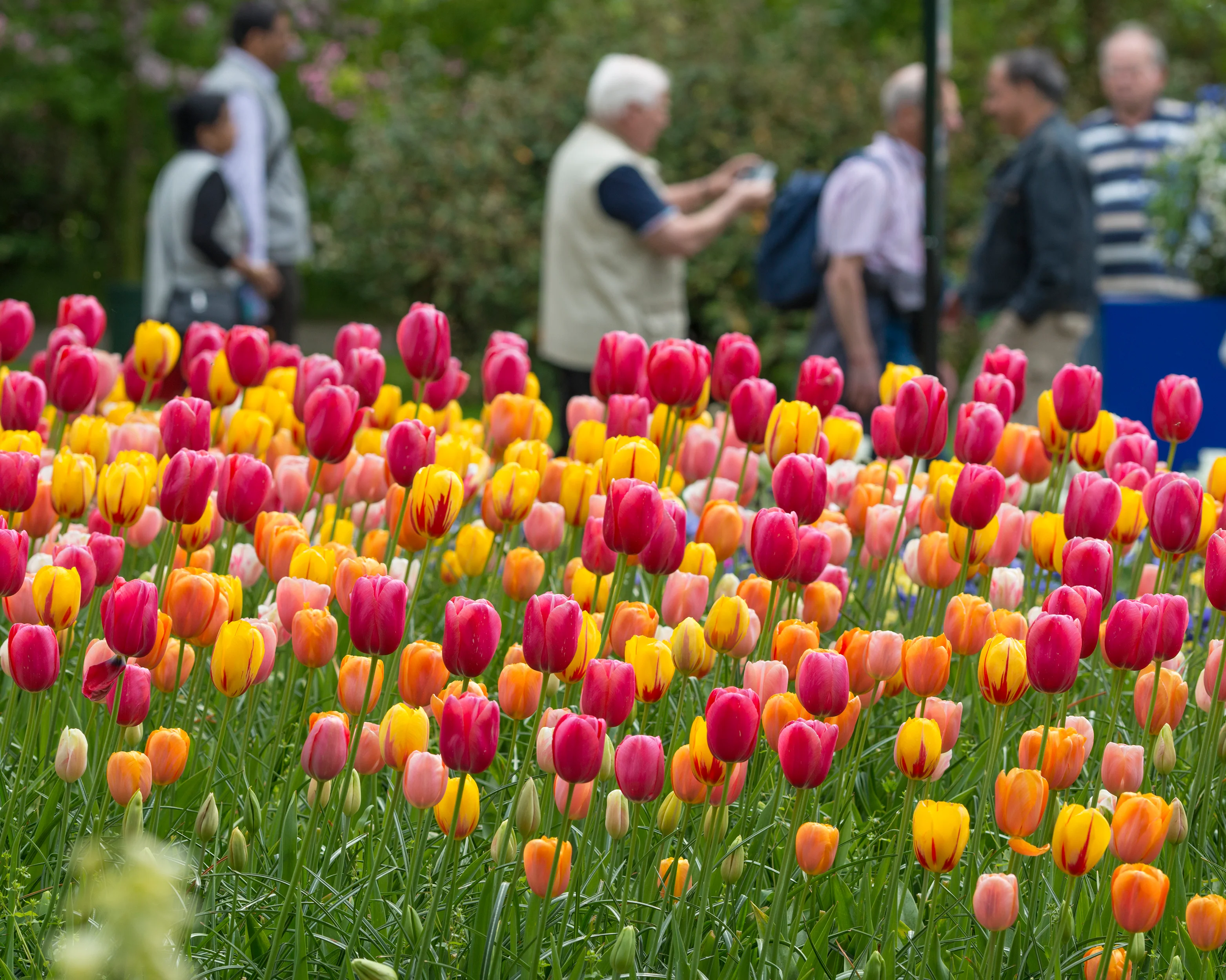 Tulip 'Menton' - Image 7
