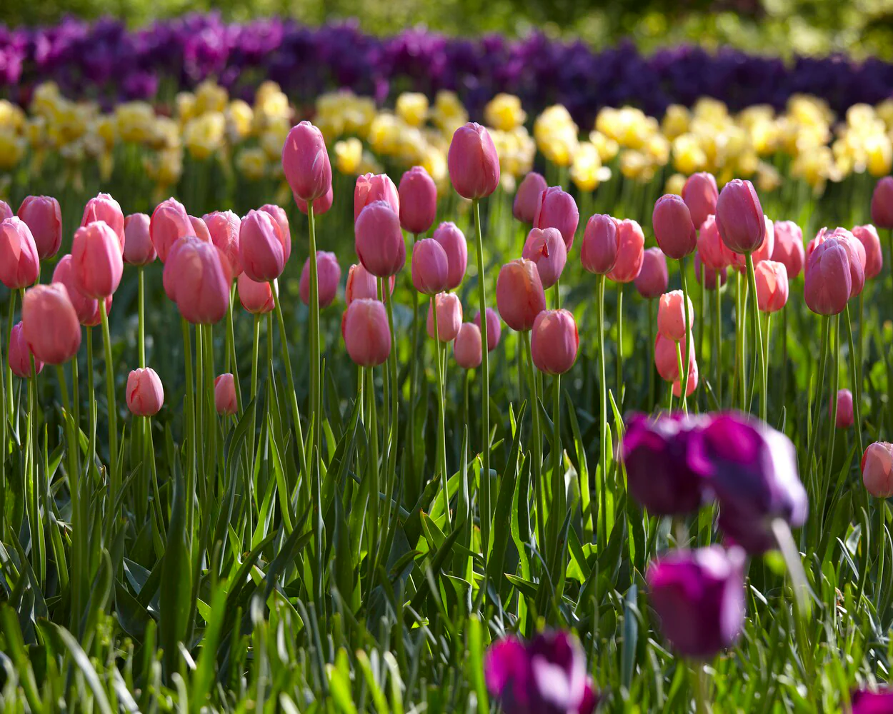 Tulip 'Menton' - Image 9
