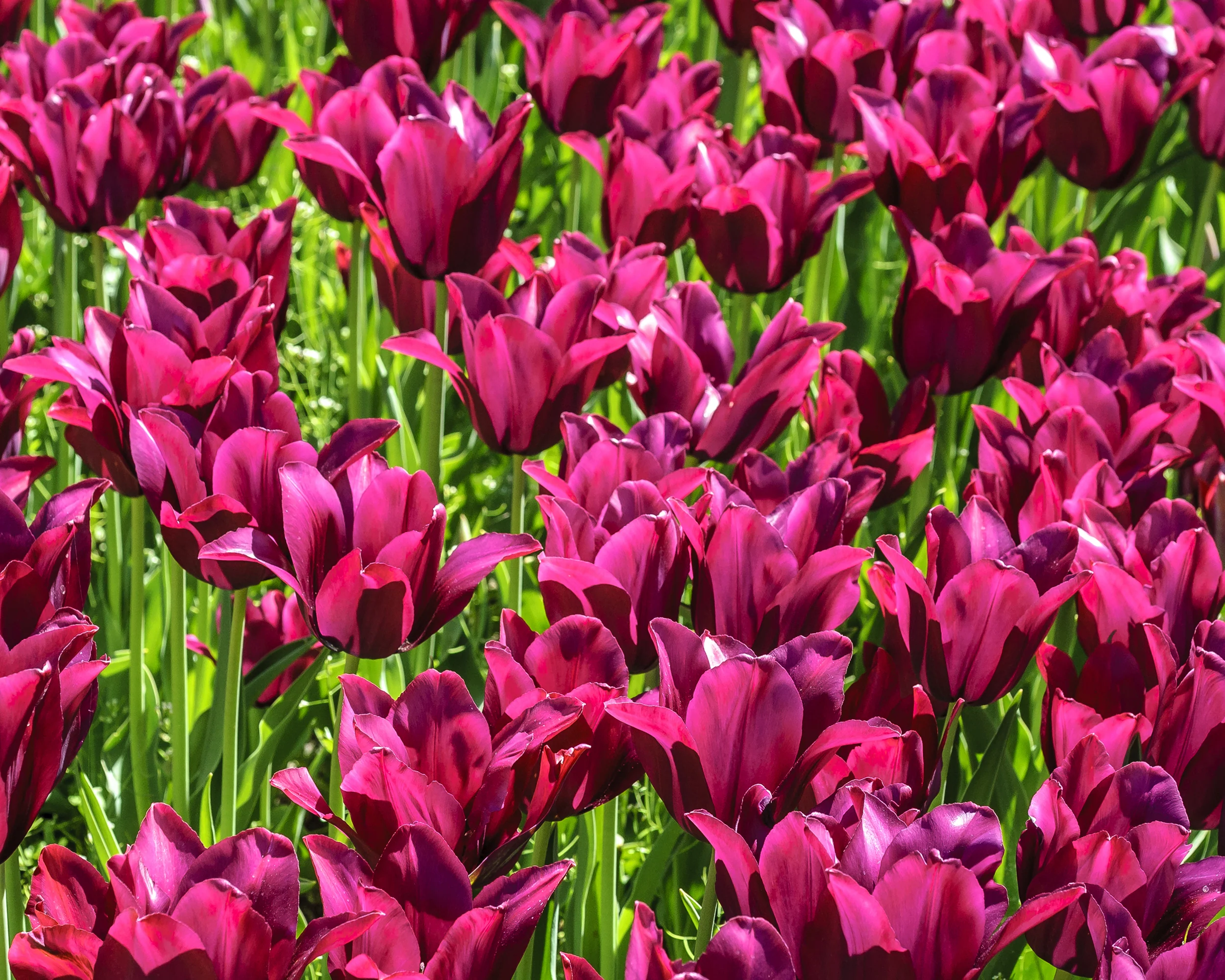 Tulip 'Merlot' - Image 6