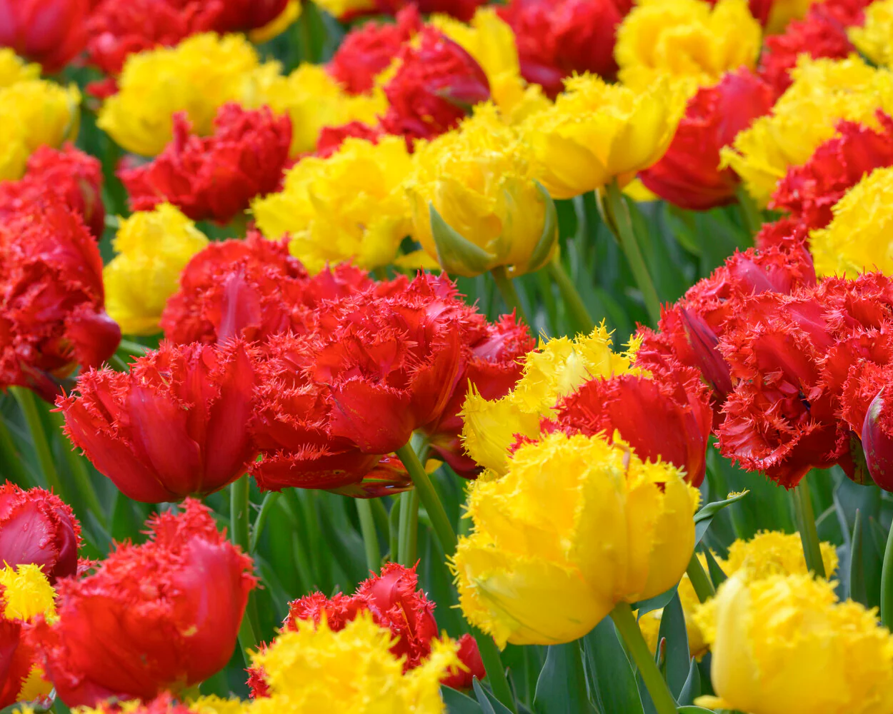 Tulip 'Mi Amor' - Image 2