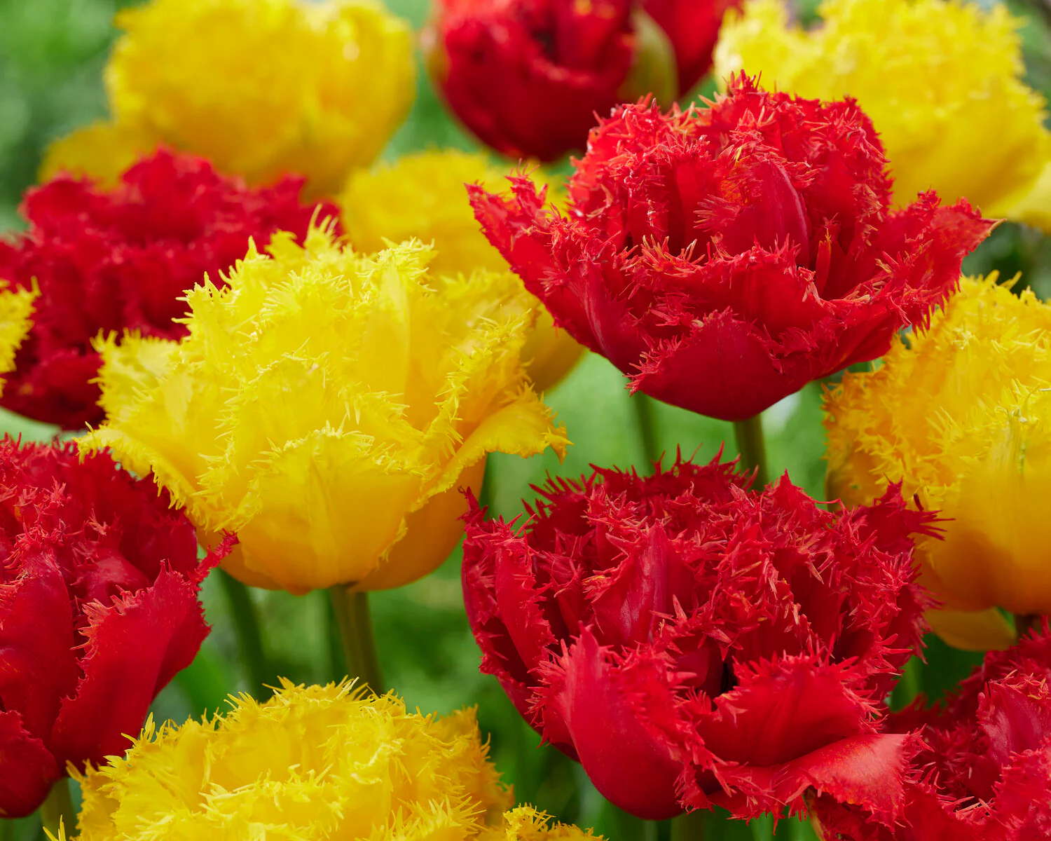 Tulip 'Mi Amor' - Image 3
