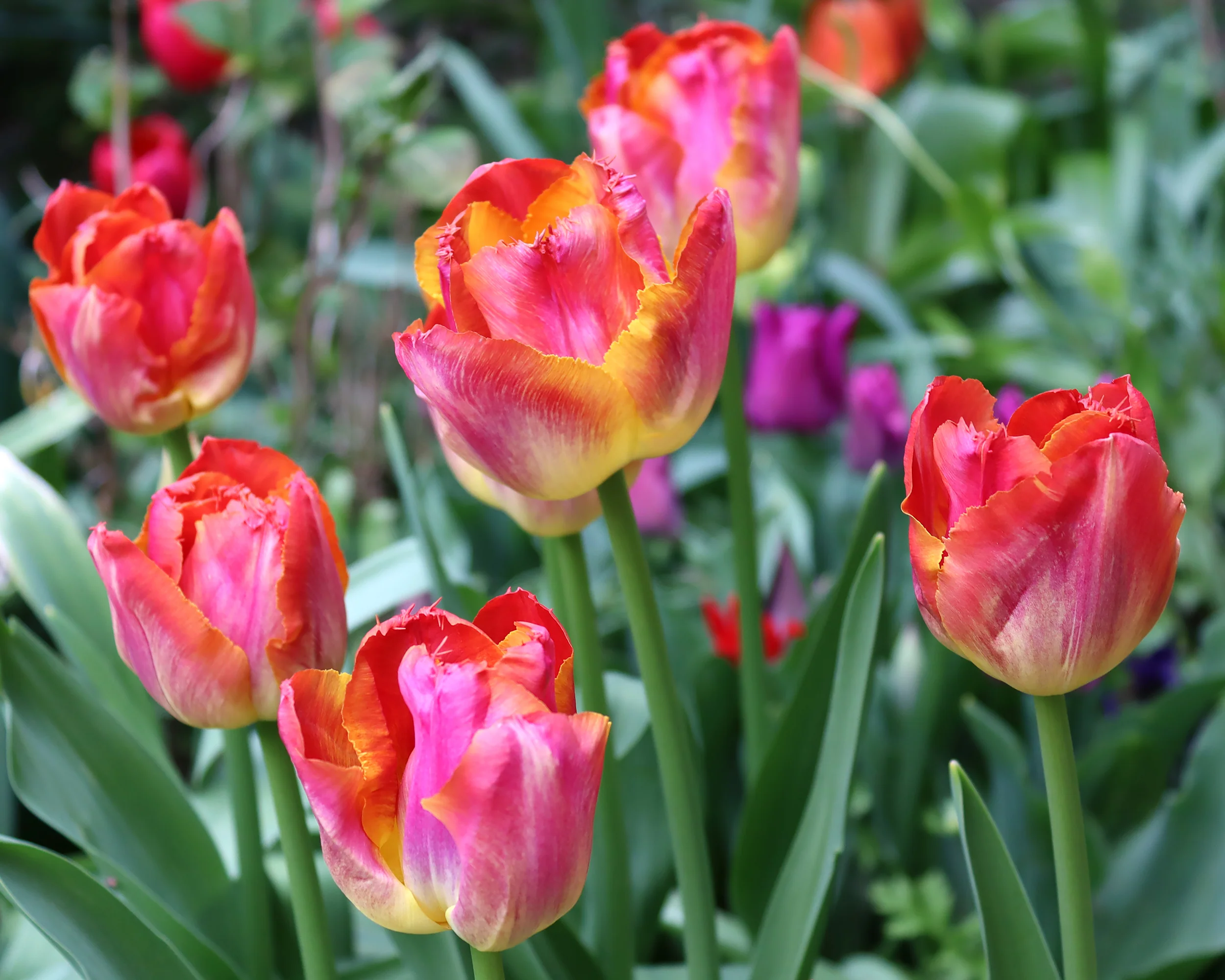Tulip 'Sunset Miami' - Image 3