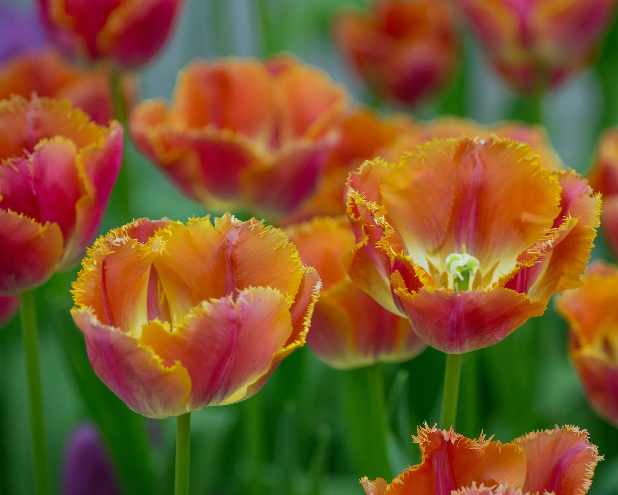 Tulip 'Sunset Miami' - Image 4