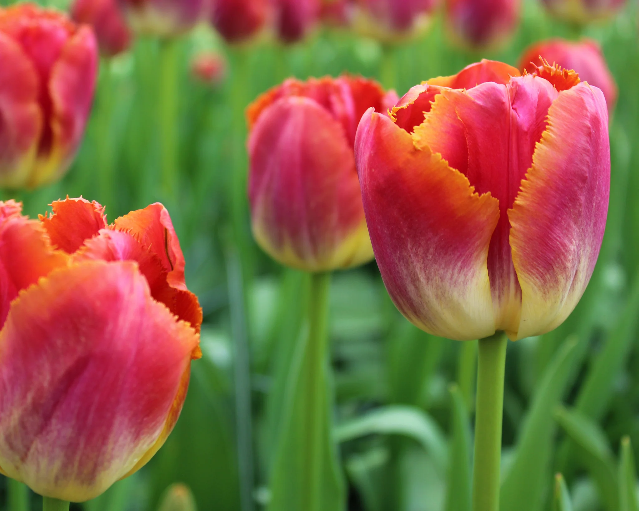 Tulip 'Sunset Miami' - Image 5