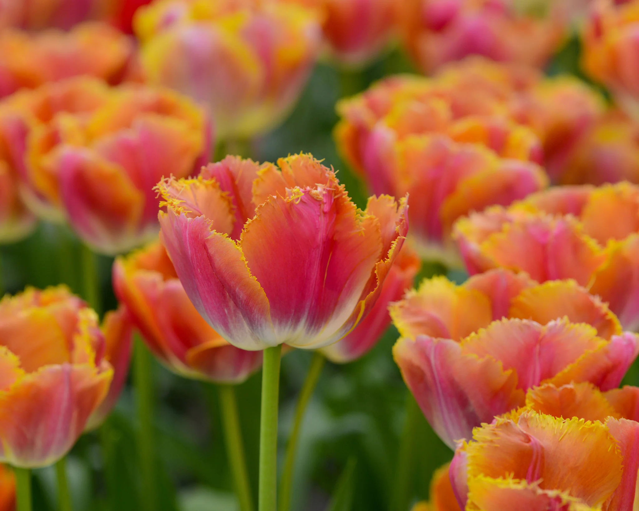 Tulip 'Sunset Miami' - Image 6