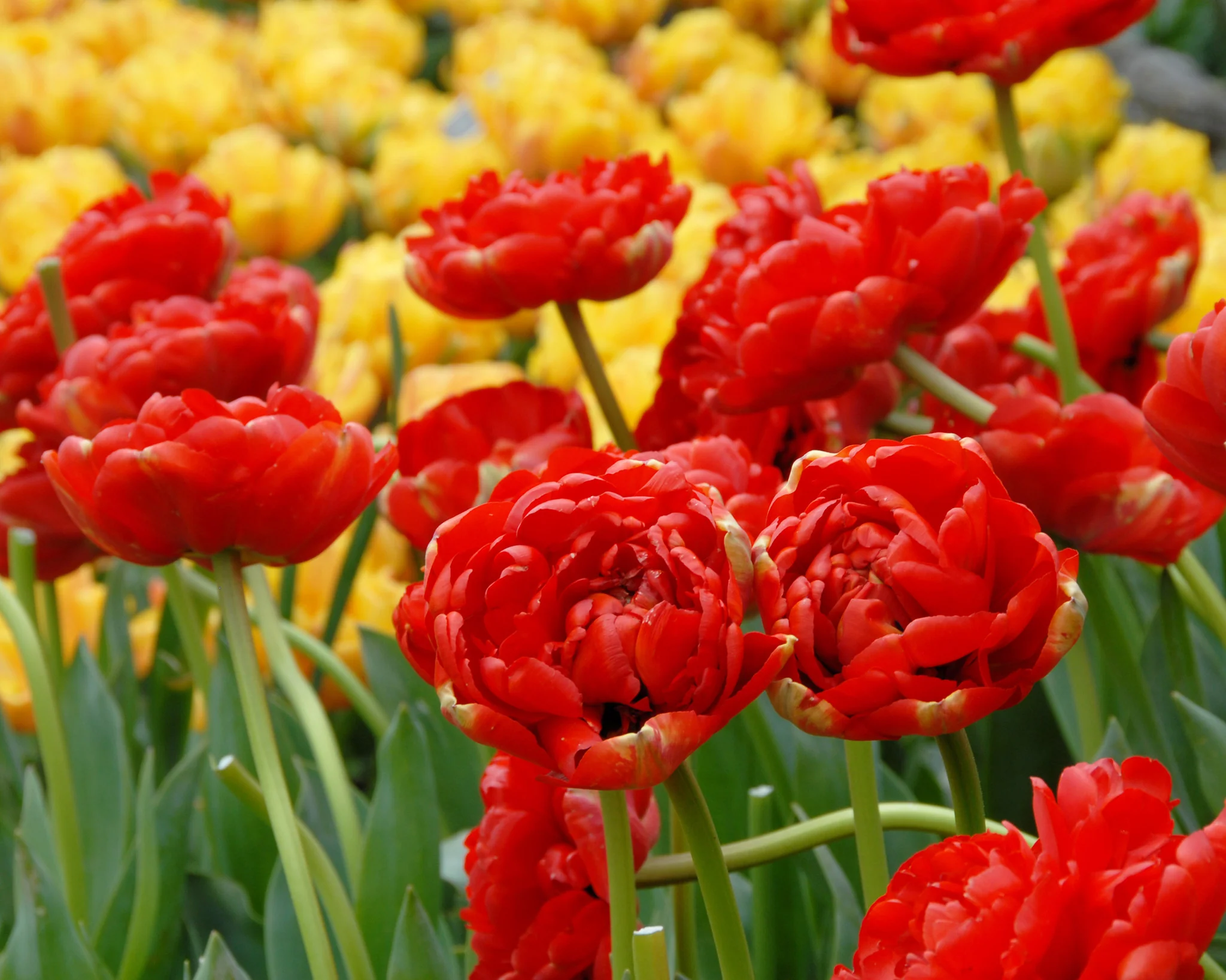 Tulip 'Miranda' - Image 2