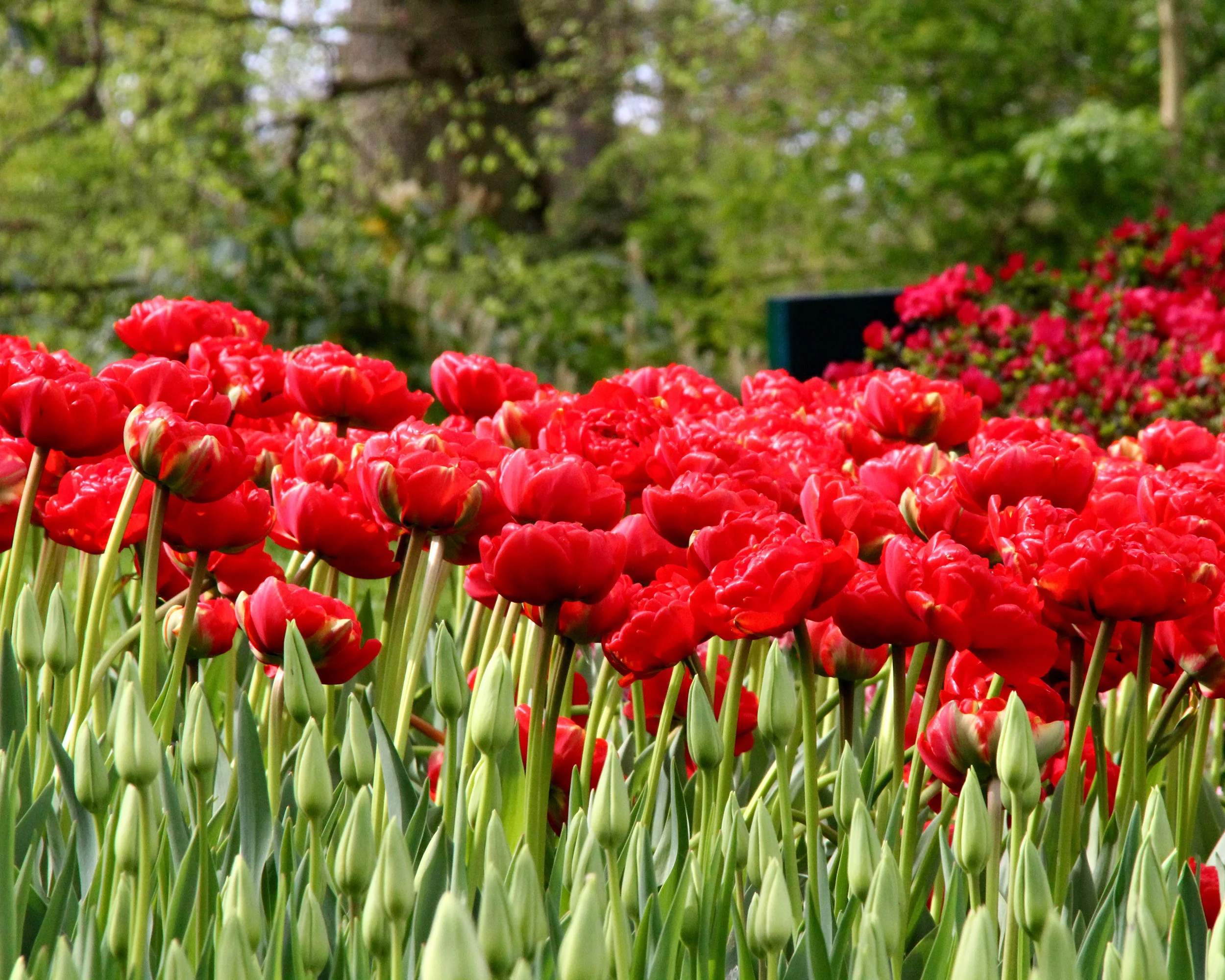 Tulip 'Miranda' - Image 6