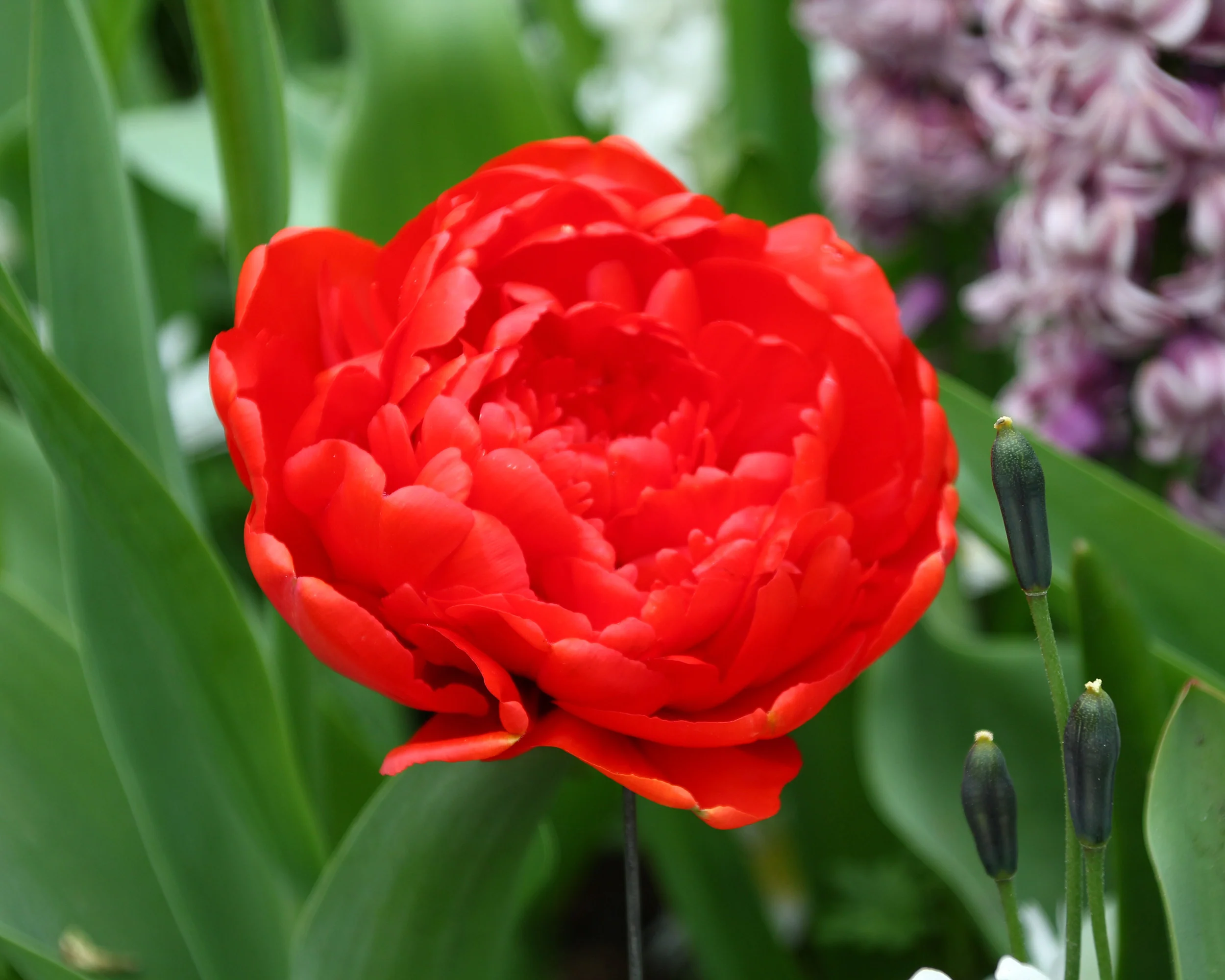 Tulip 'Miranda' - Image 7