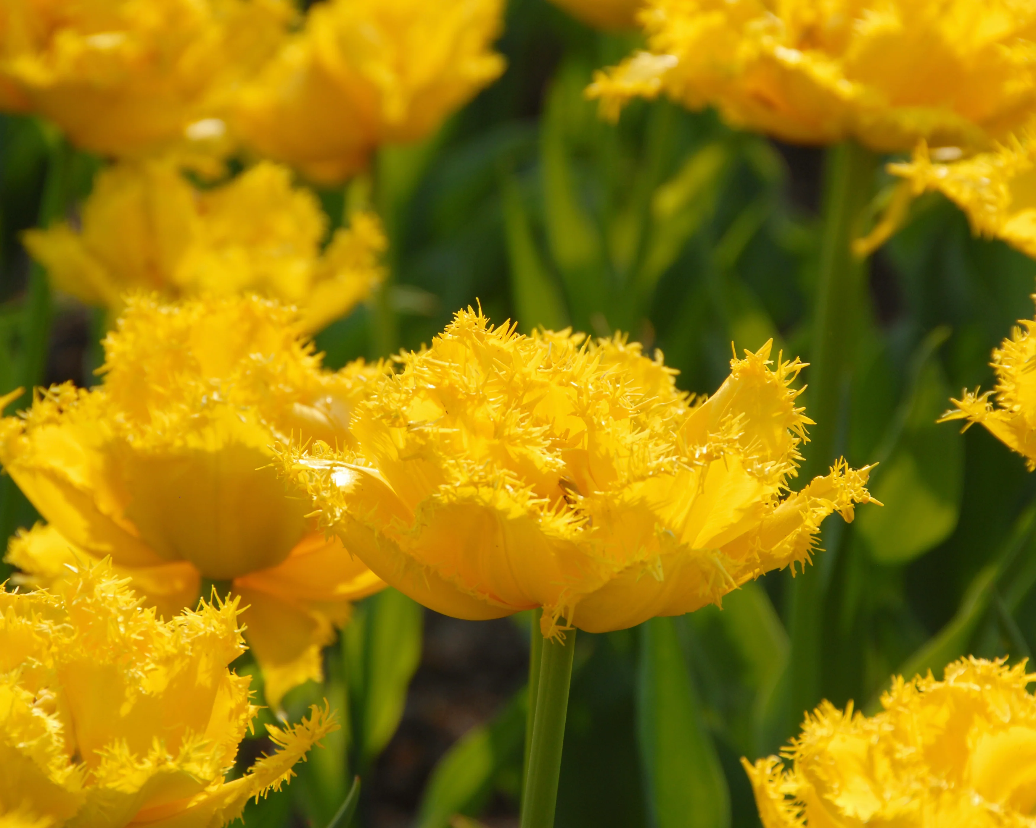 Tulip 'Mon Amour' - Image 10