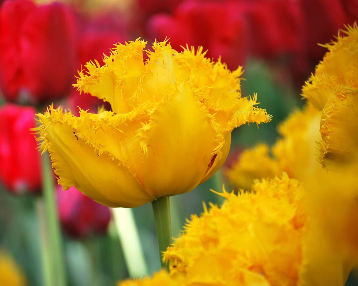 Tulip 'Mon Amour' - Image 11