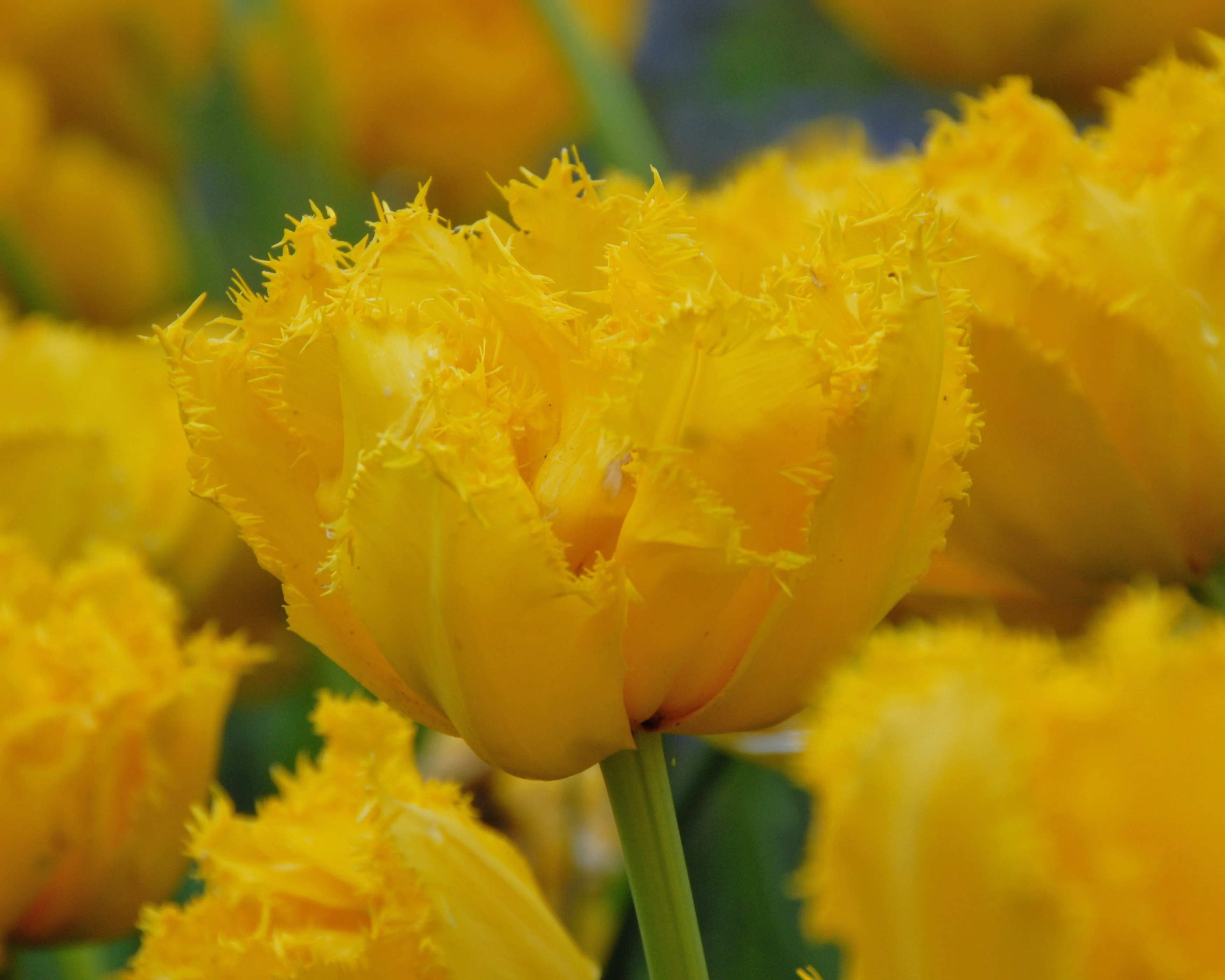 Tulip 'Mon Amour' - Image 13