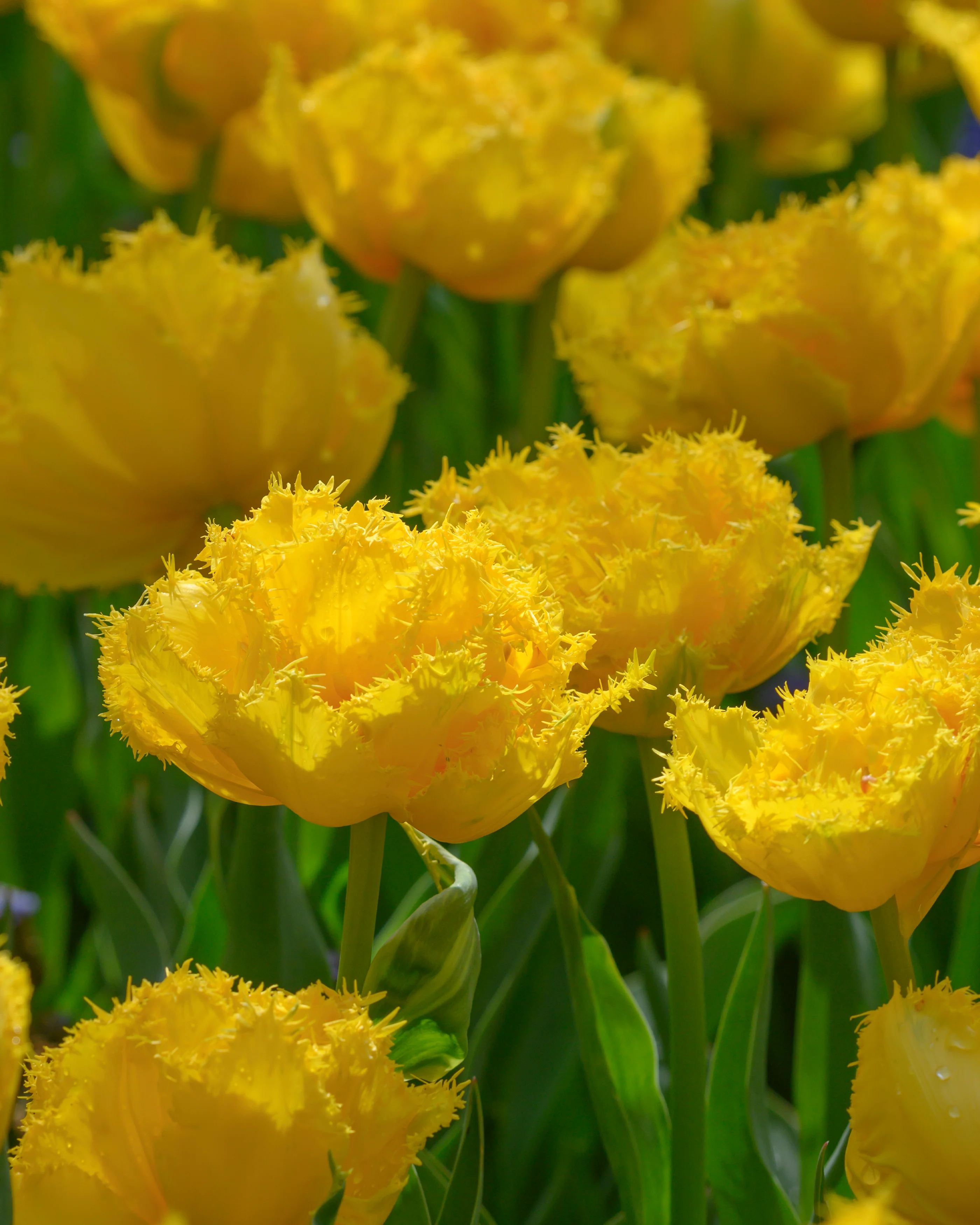 Tulip 'Mon Amour' - Image 14