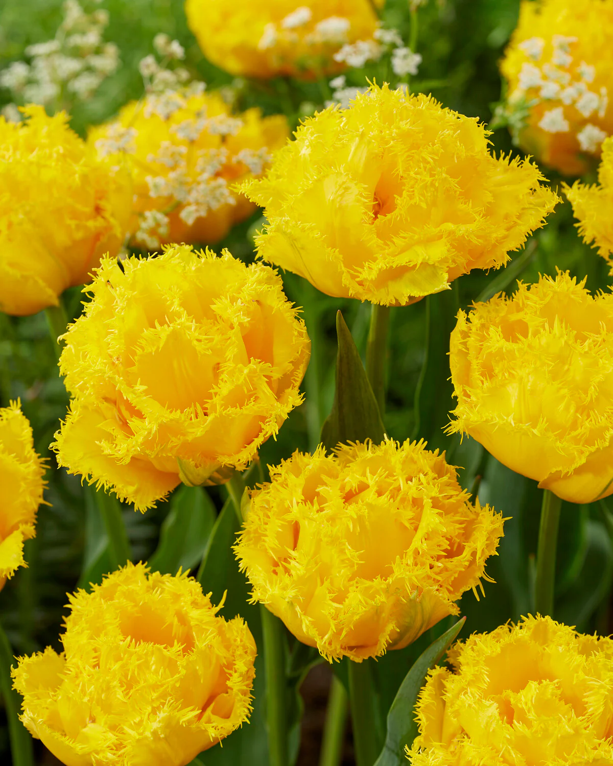Tulip 'Mon Amour' - Image 2