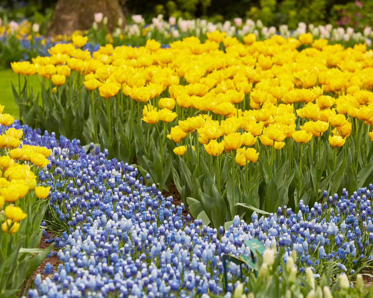 Tulip 'Mon Amour' - Image 3