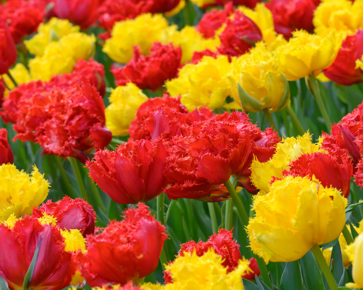 Tulip 'Mon Amour' - Image 4