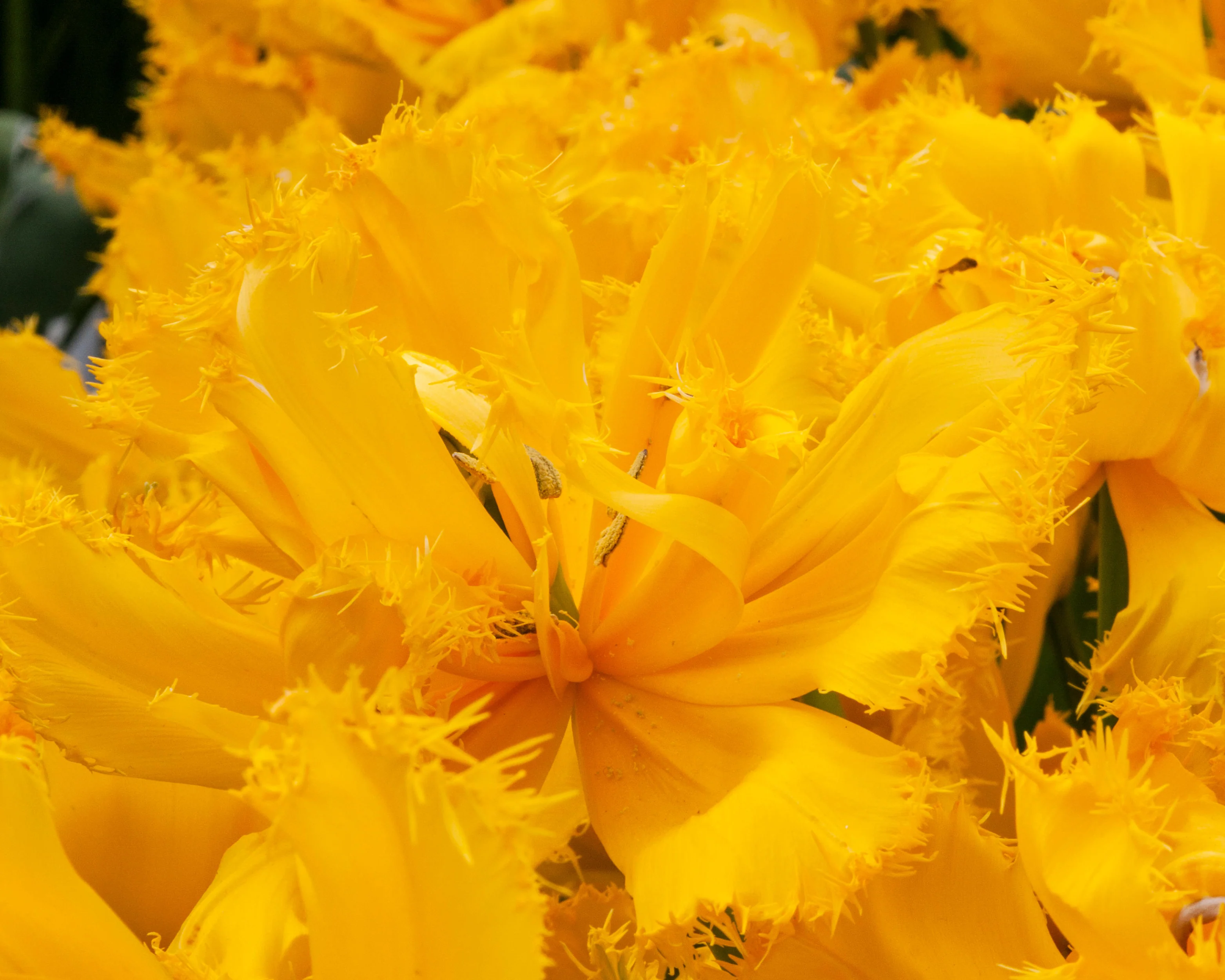 Tulip 'Mon Amour' - Image 6