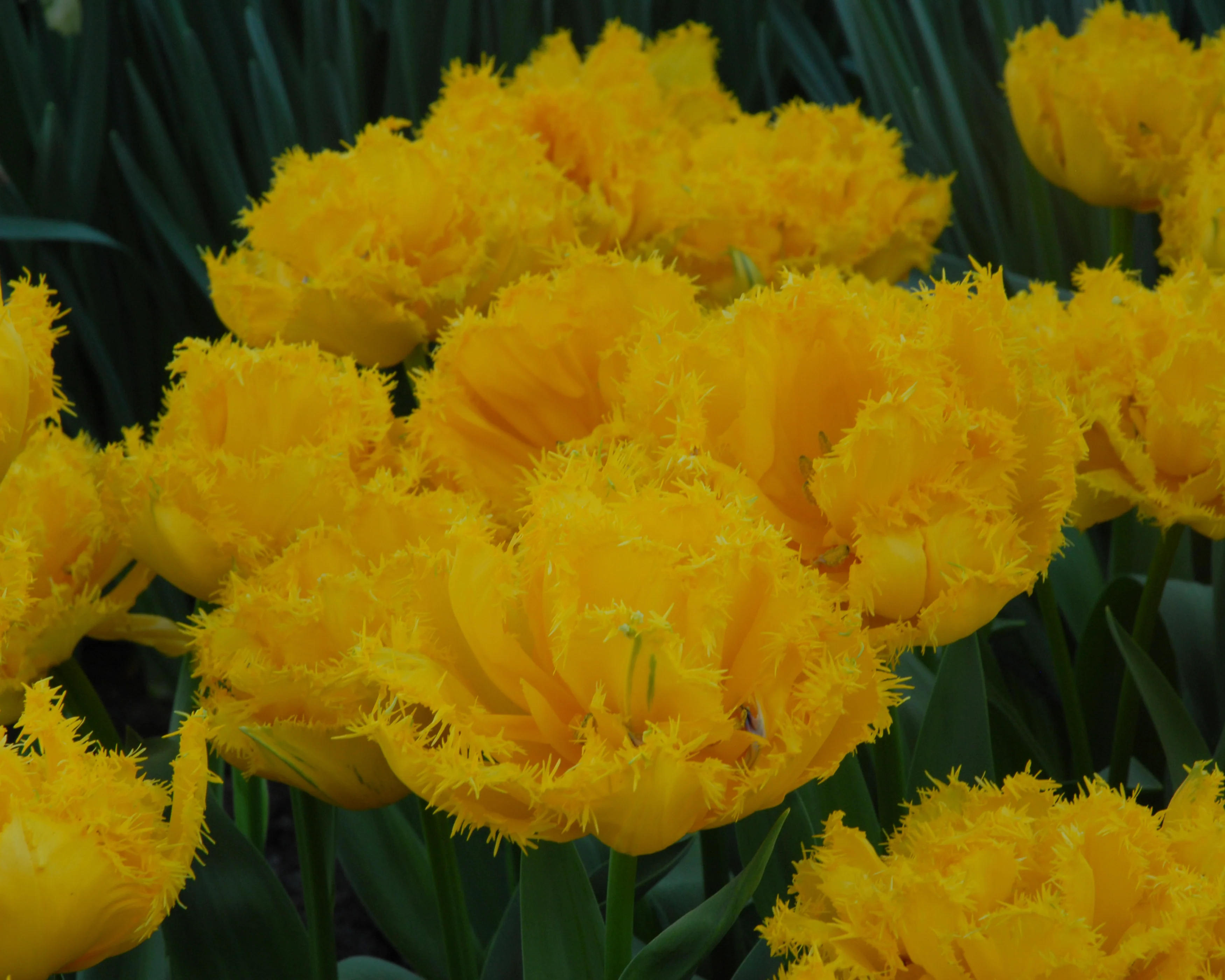 Tulip 'Mon Amour' - Image 8