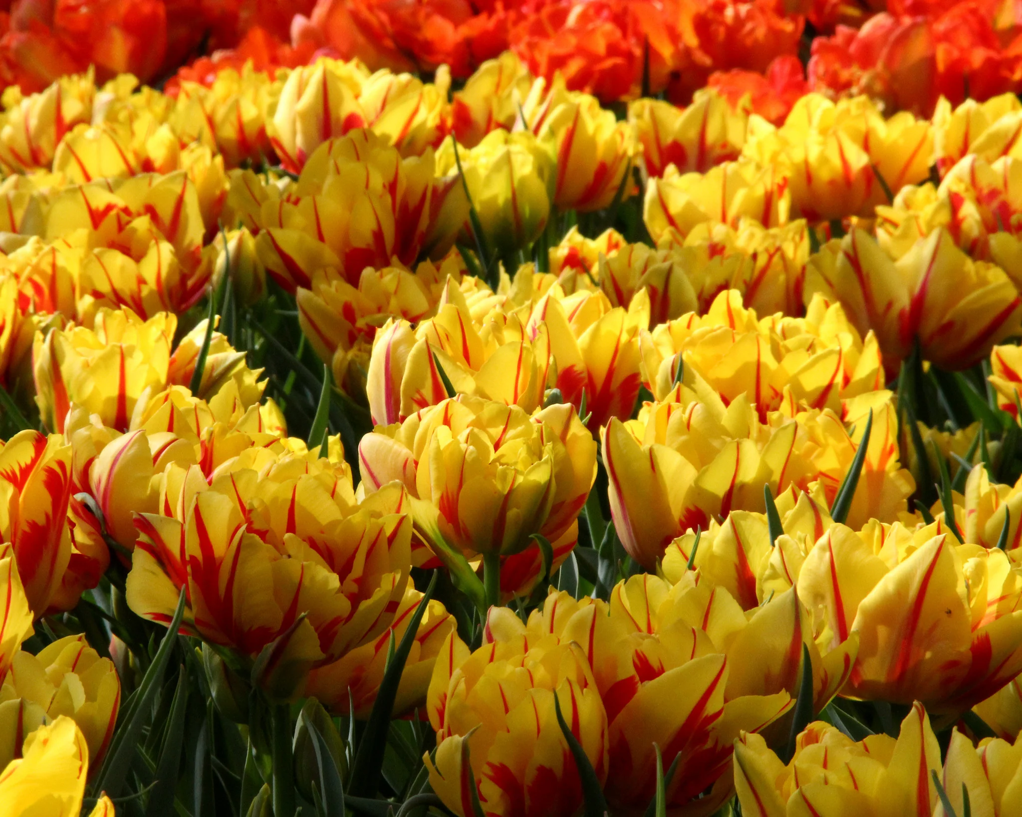 Tulip 'Monsella' - Image 8