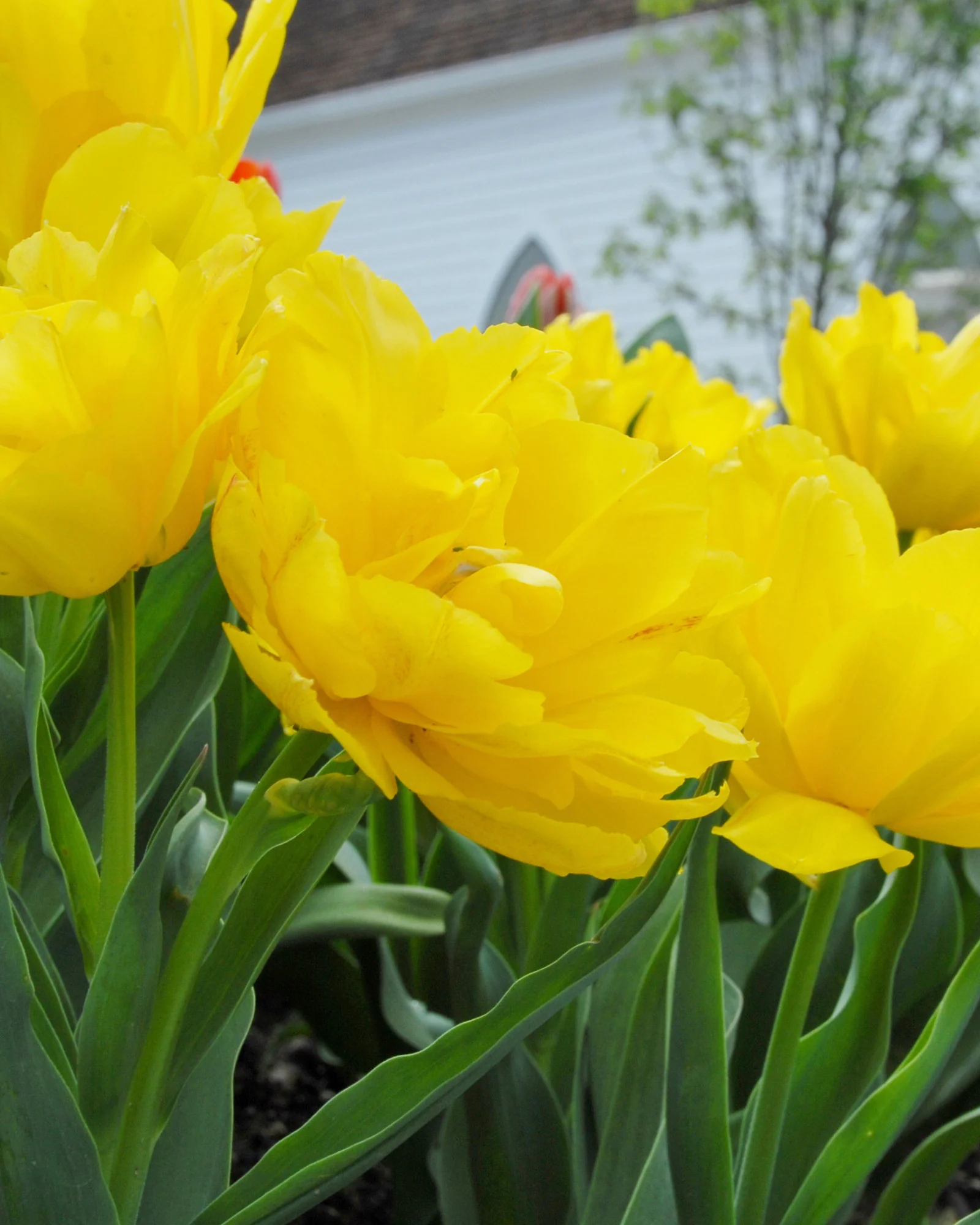 Tulip 'Monte Carlo'