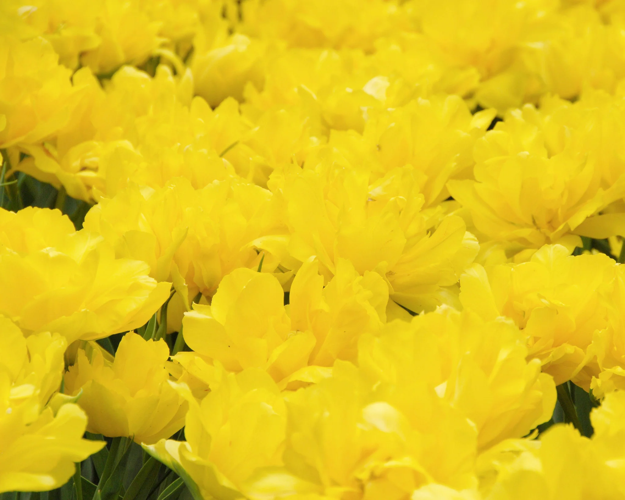 Tulip 'Monte Carlo' - Image 2