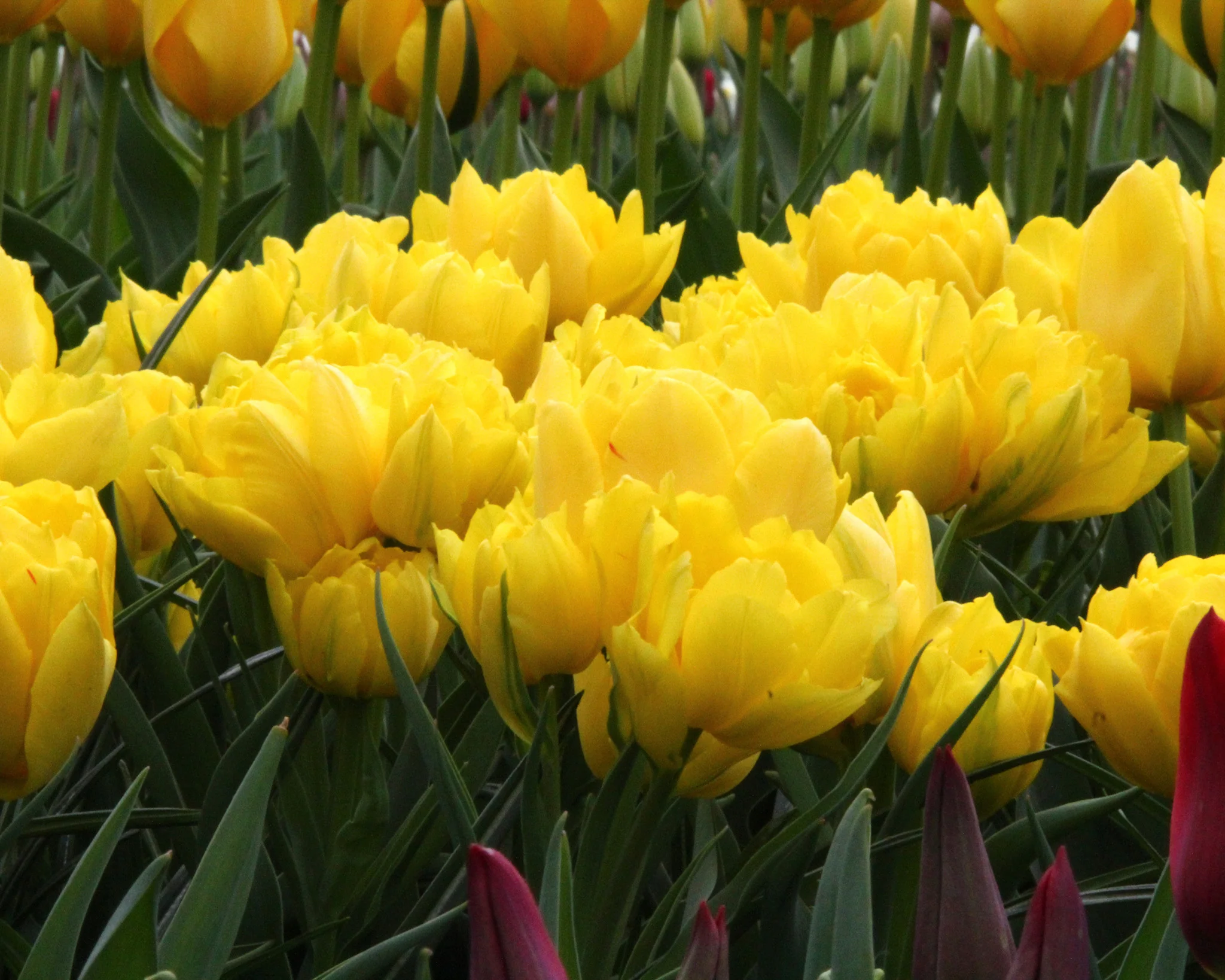 Tulip 'Monte Carlo' - Image 3