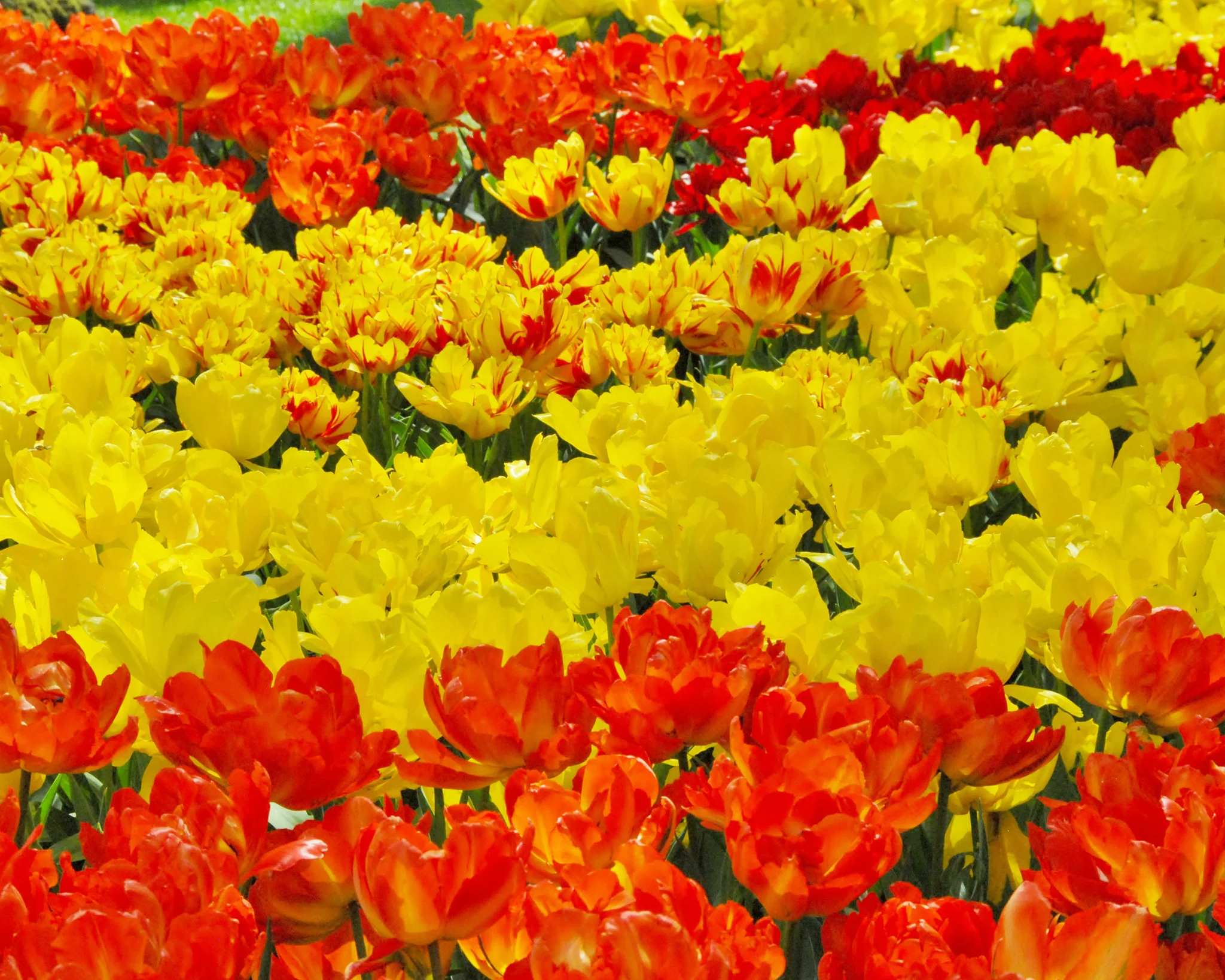 Tulip 'Monte Carlo' - Image 6
