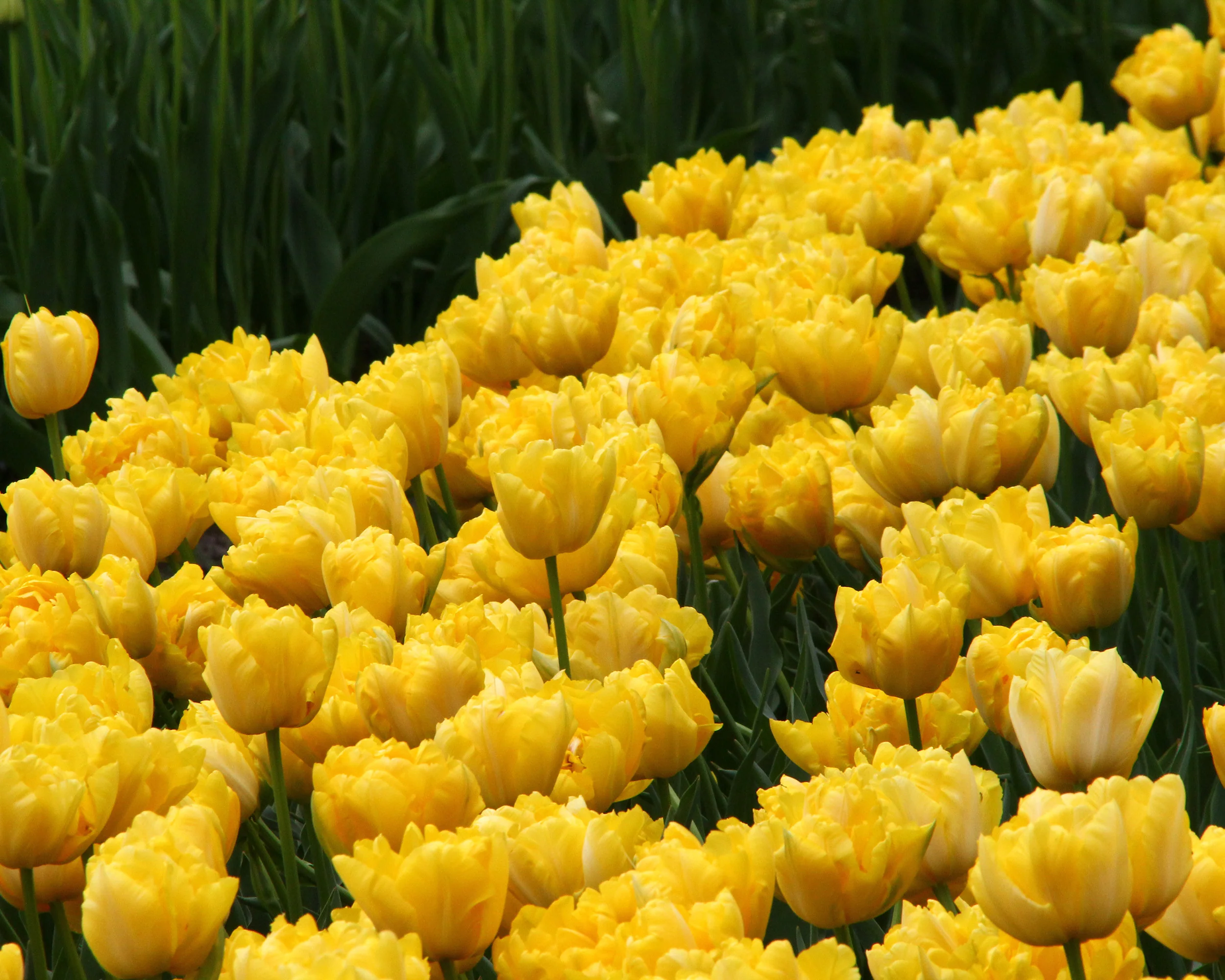 Tulip 'Monte Carlo' - Image 8