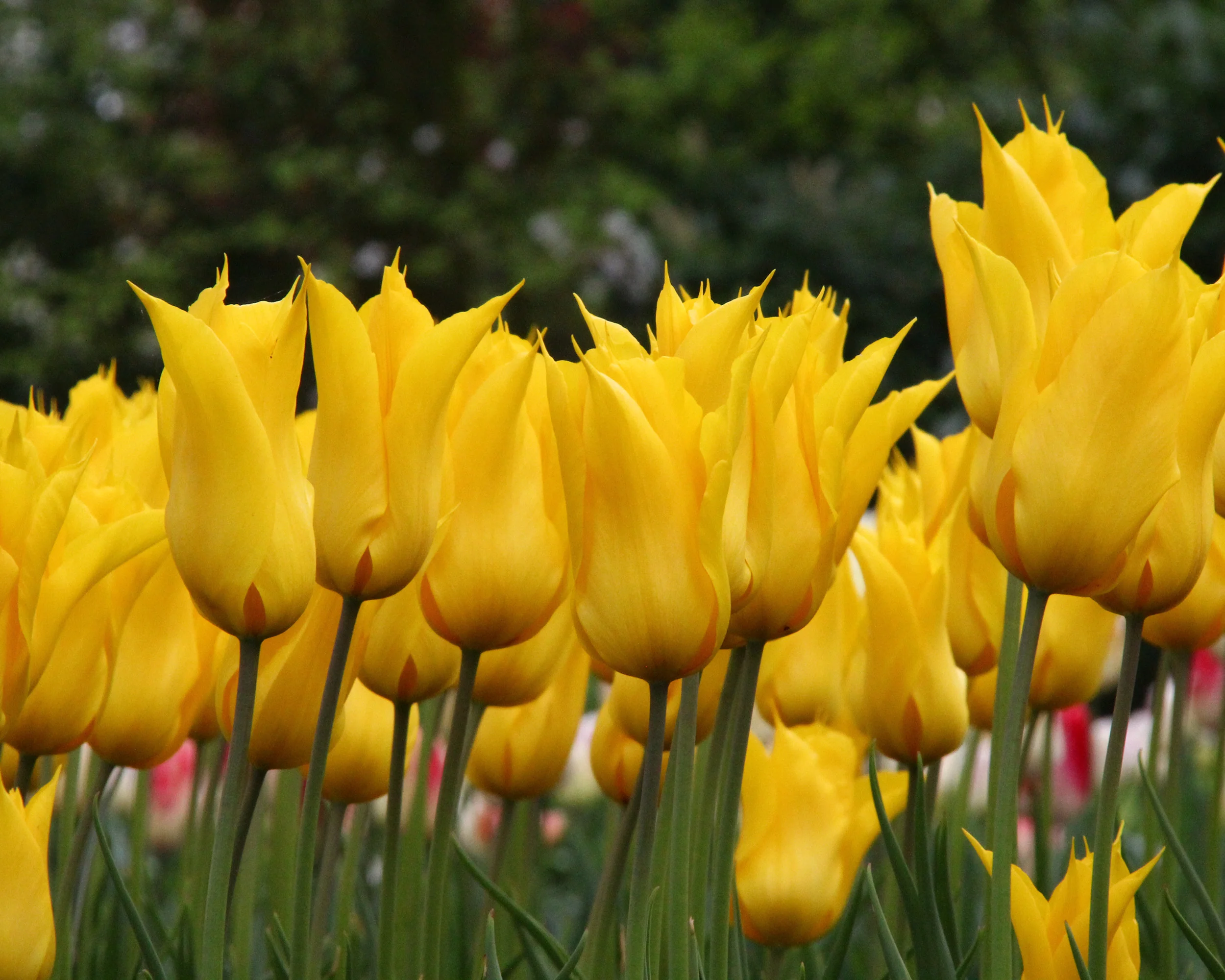 Tulip 'Moonshine' - Image 2