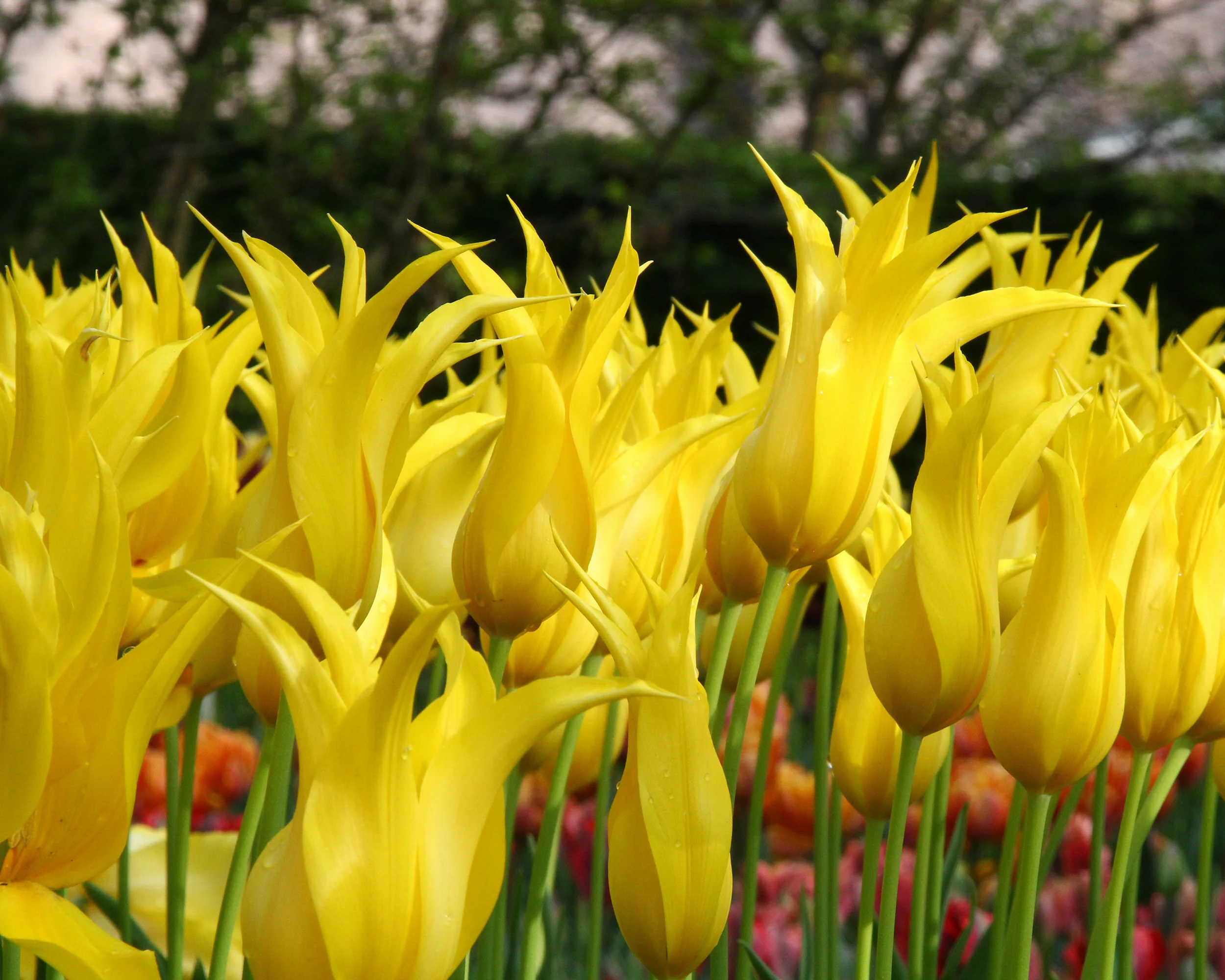 Tulip 'Moonshine' - Image 3