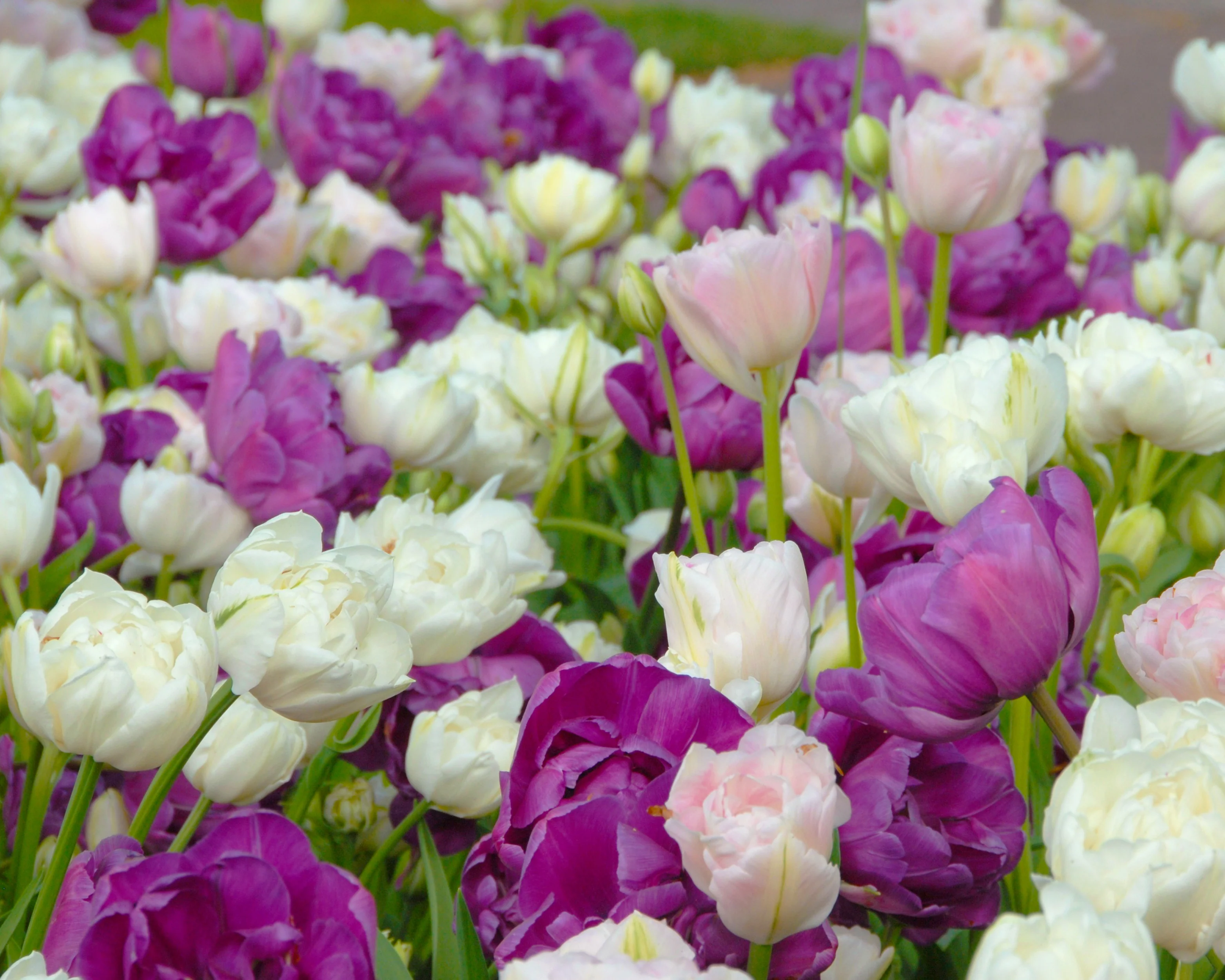 Tulip 'Mount Tacoma' - Image 12
