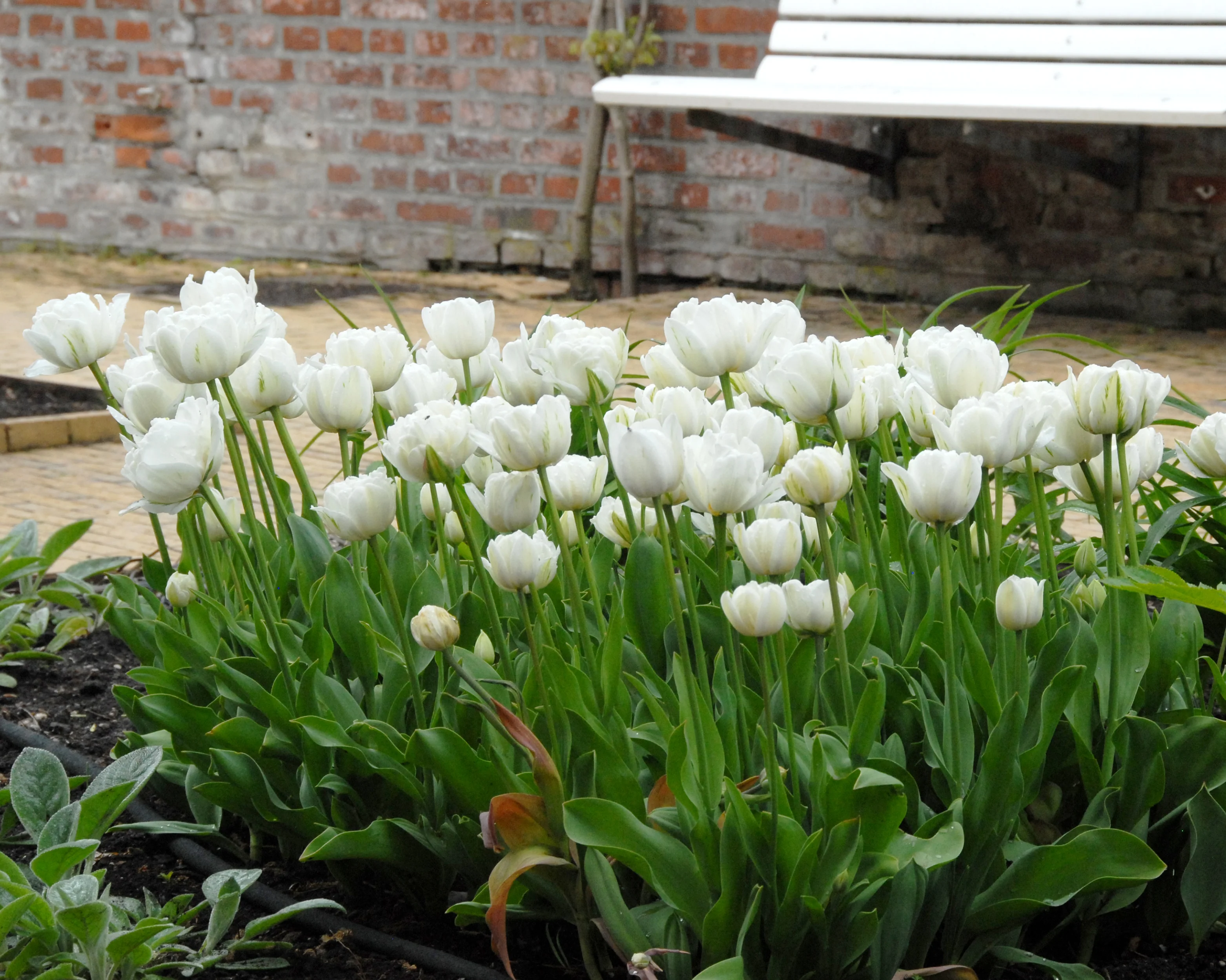 Tulip 'Mount Tacoma' - Image 2