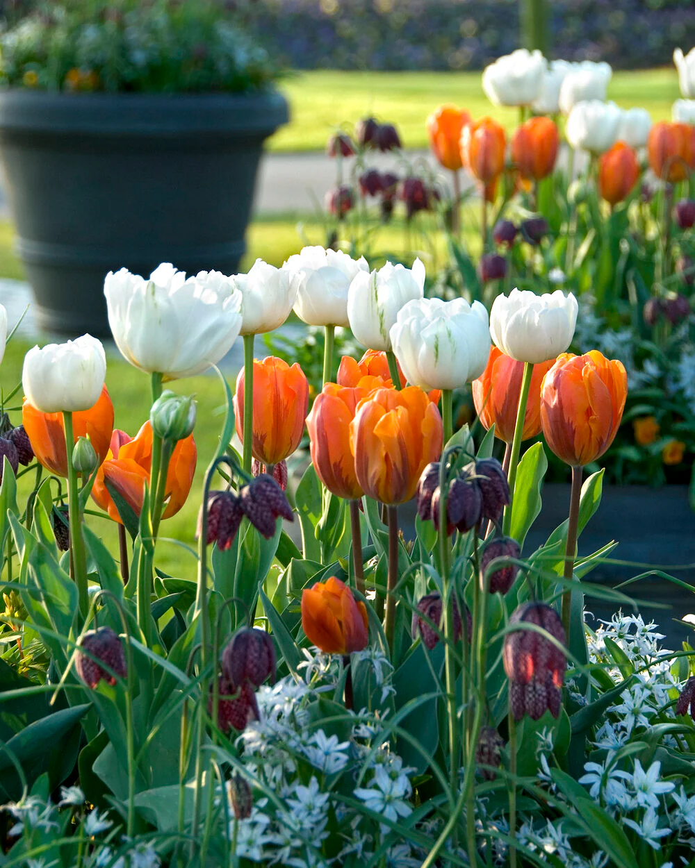 Tulip 'Mount Tacoma' - Image 4