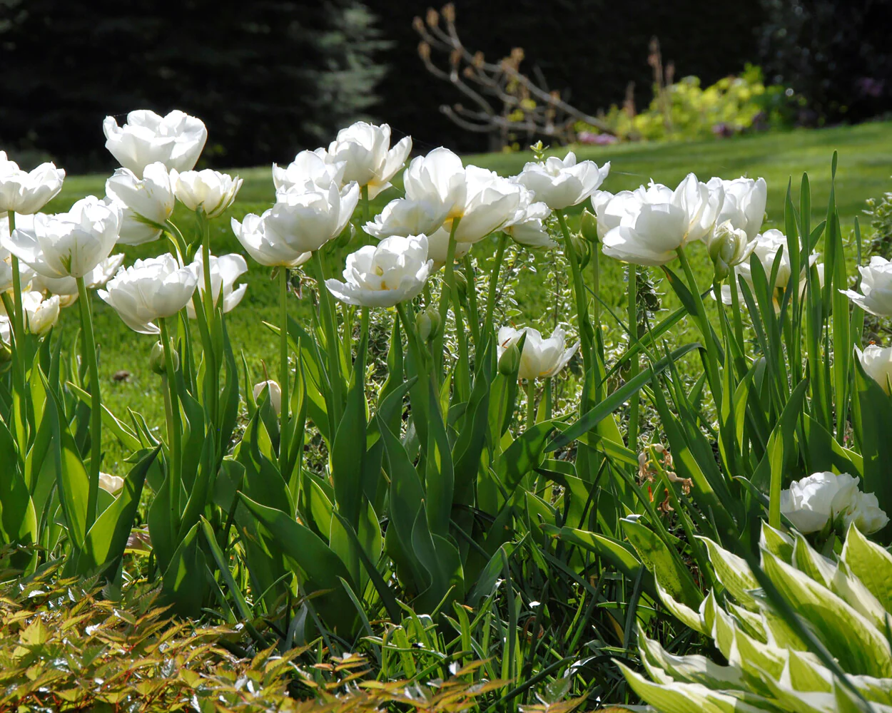 Tulip 'Mount Tacoma' - Image 6