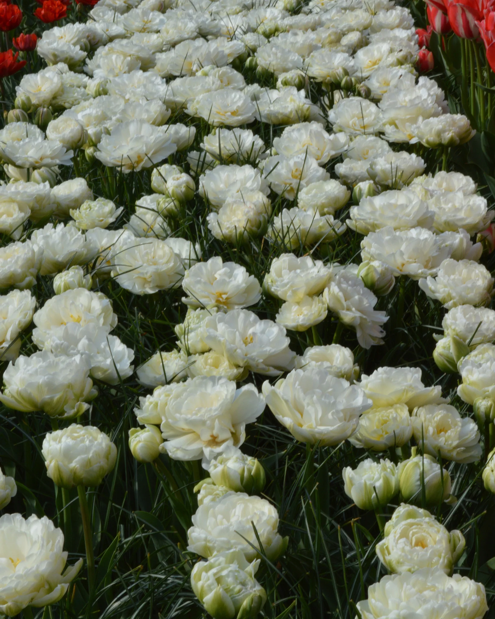 Tulip 'Mount Tacoma' - Image 7