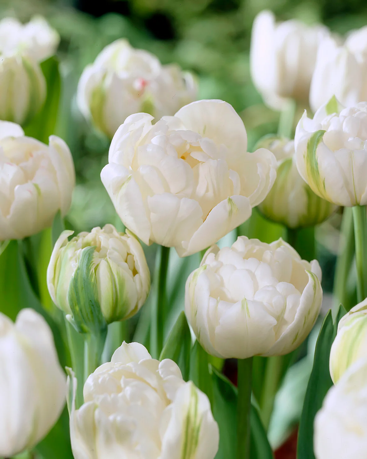 Tulip 'Mount Tacoma' - Image 8