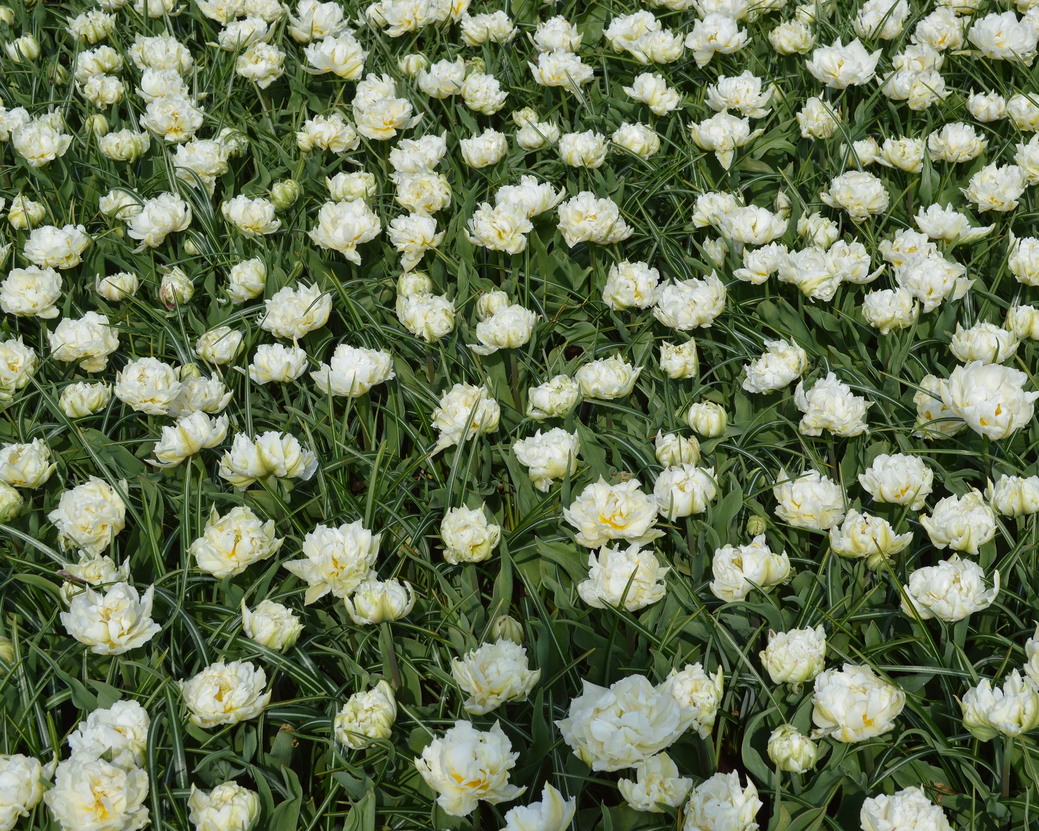 Tulip 'Mount Tacoma' - Image 9