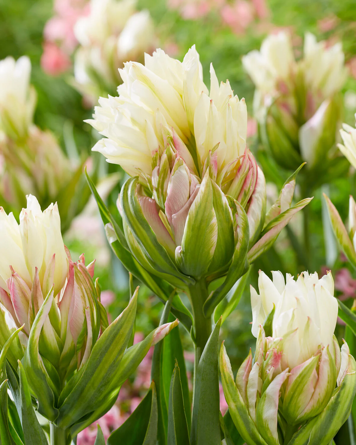 Tulip 'Mystery Valley' - Image 3