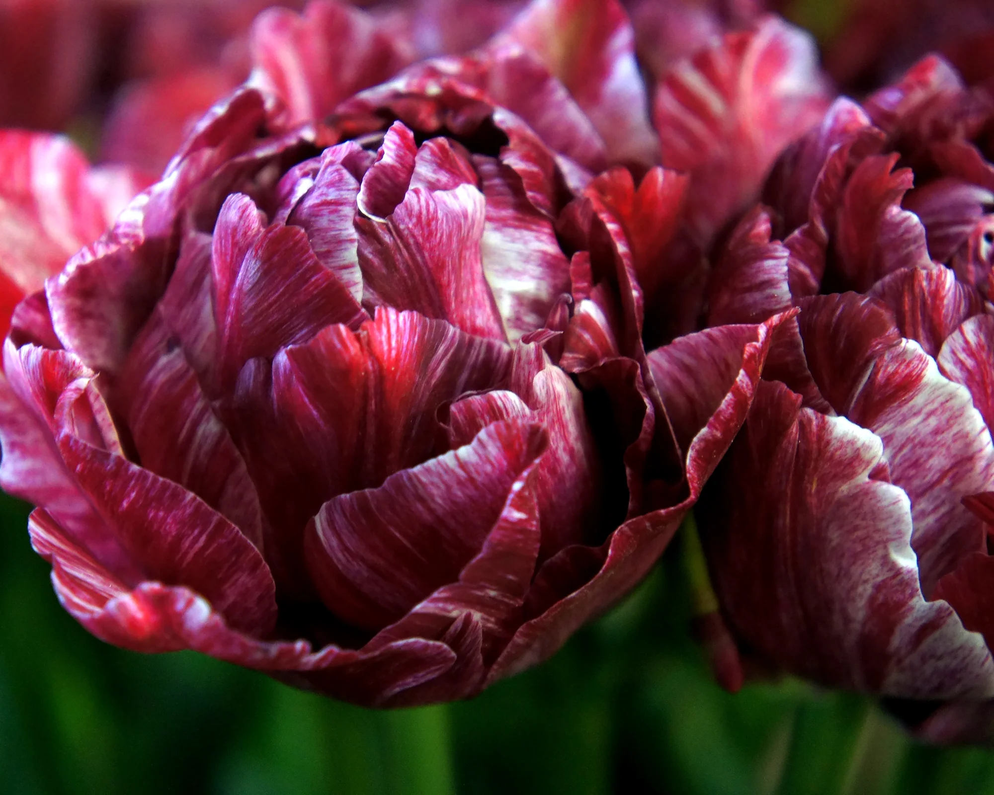 Tulip 'Nachtwacht' - Image 5
