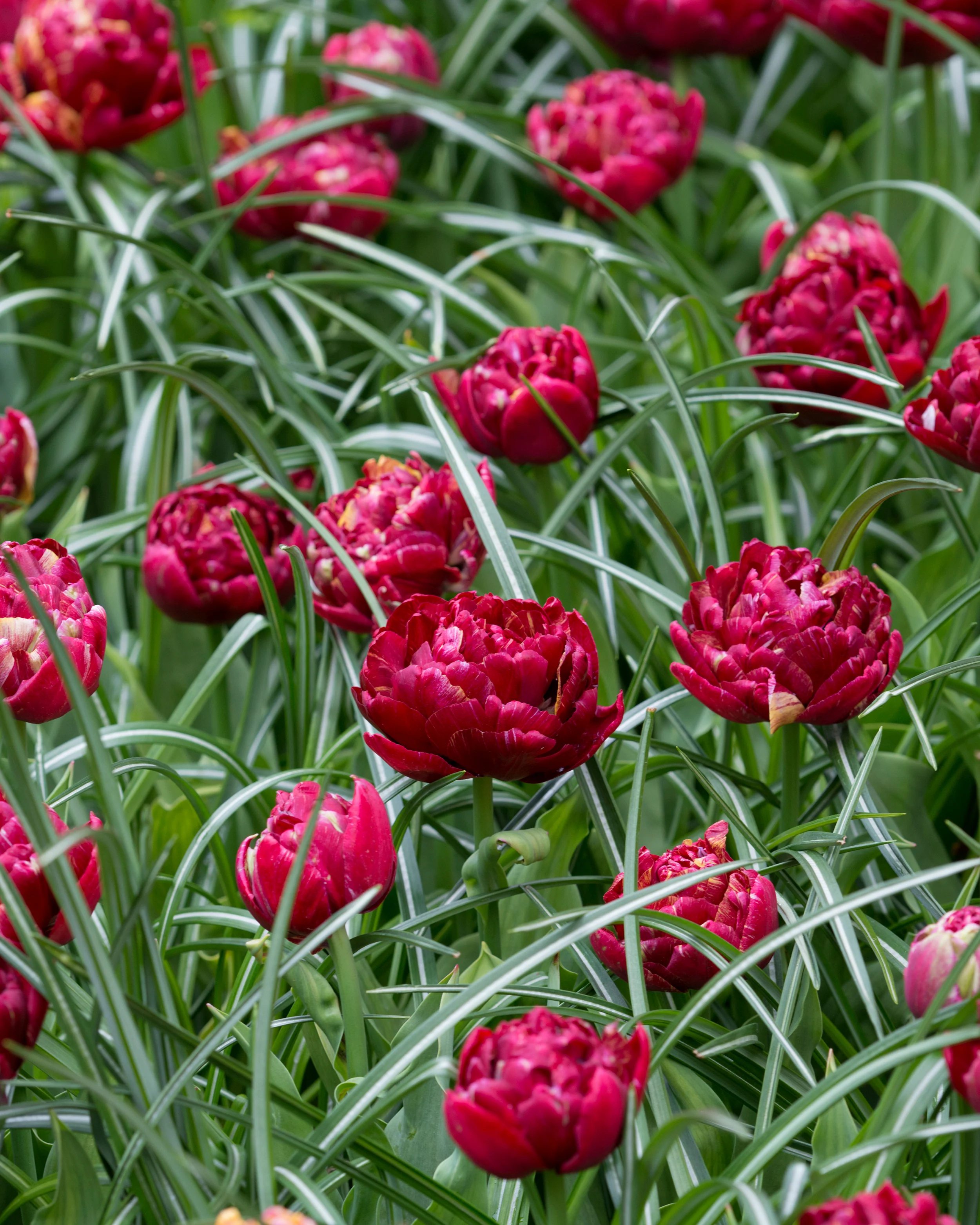 Tulip 'Nachtwacht' - Image 6
