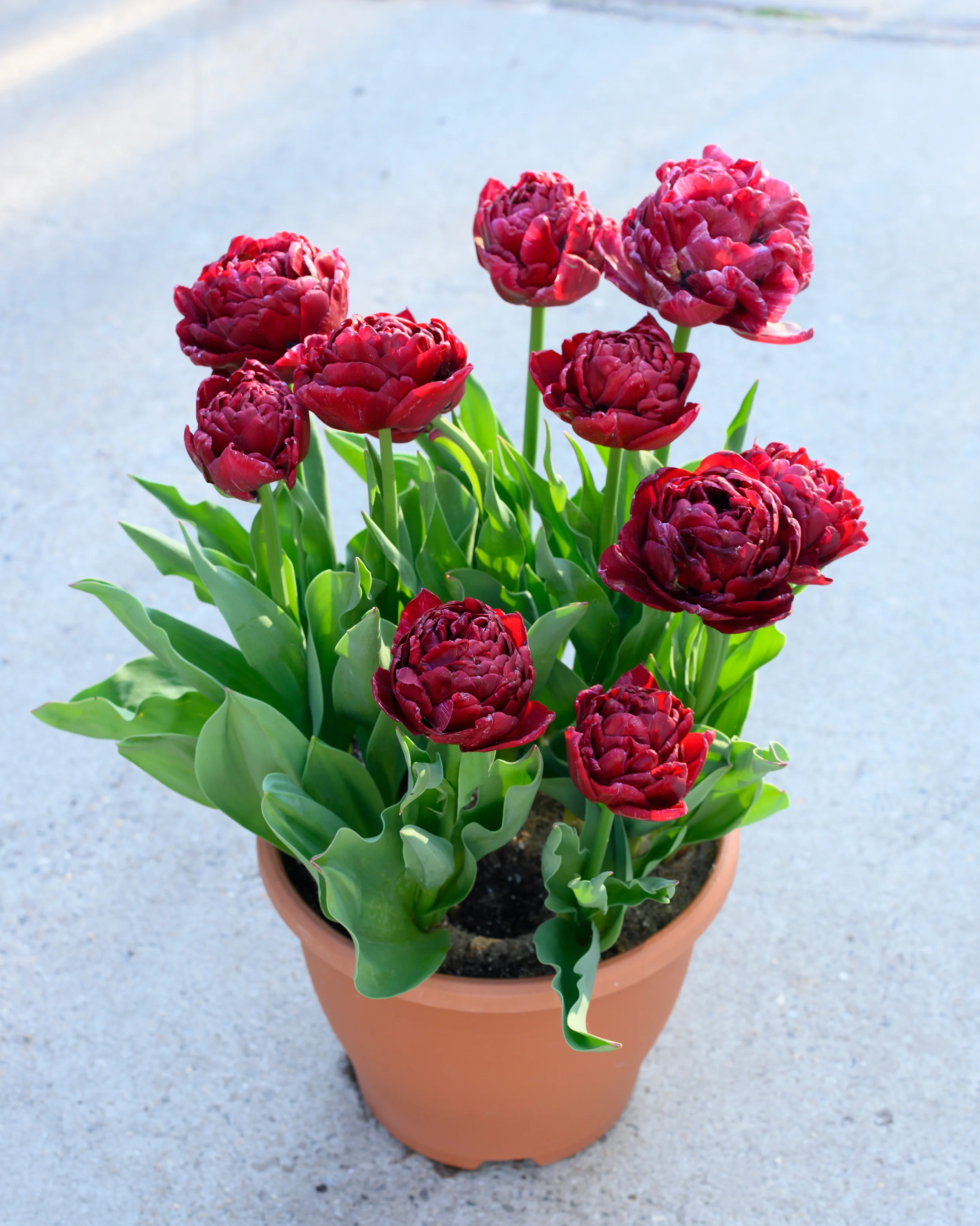 Tulip 'Nachtwacht' - Image 7